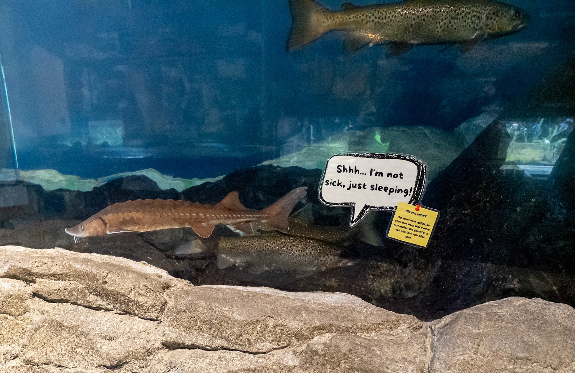 Sturgeon