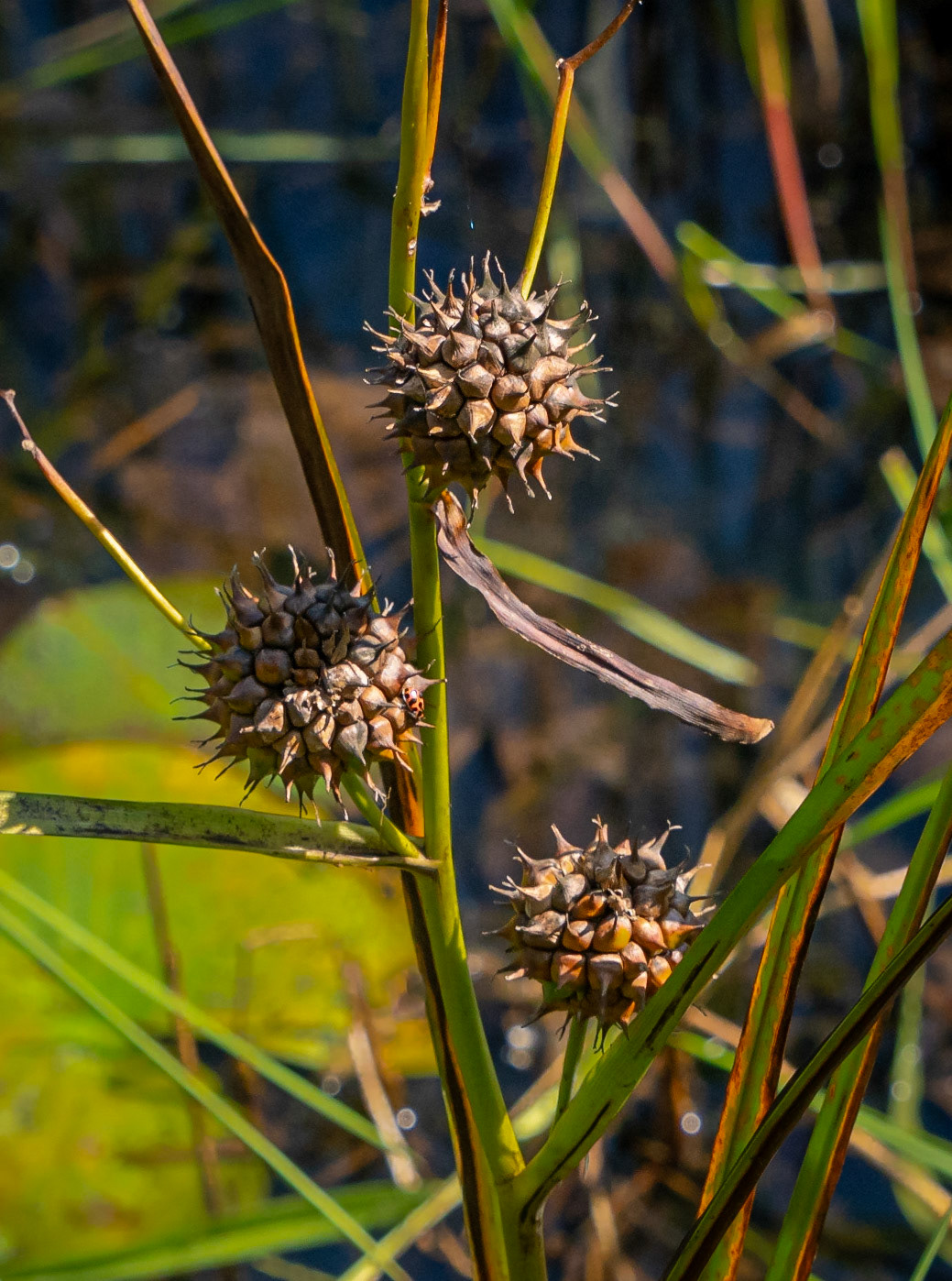 Burr Weed