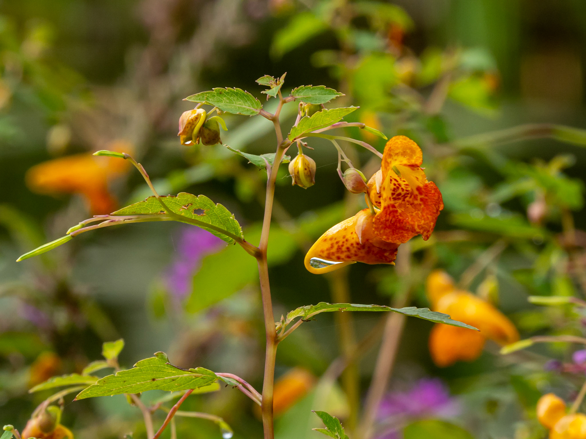 Impatiens/Touch-me-not/Spotted jewel weed