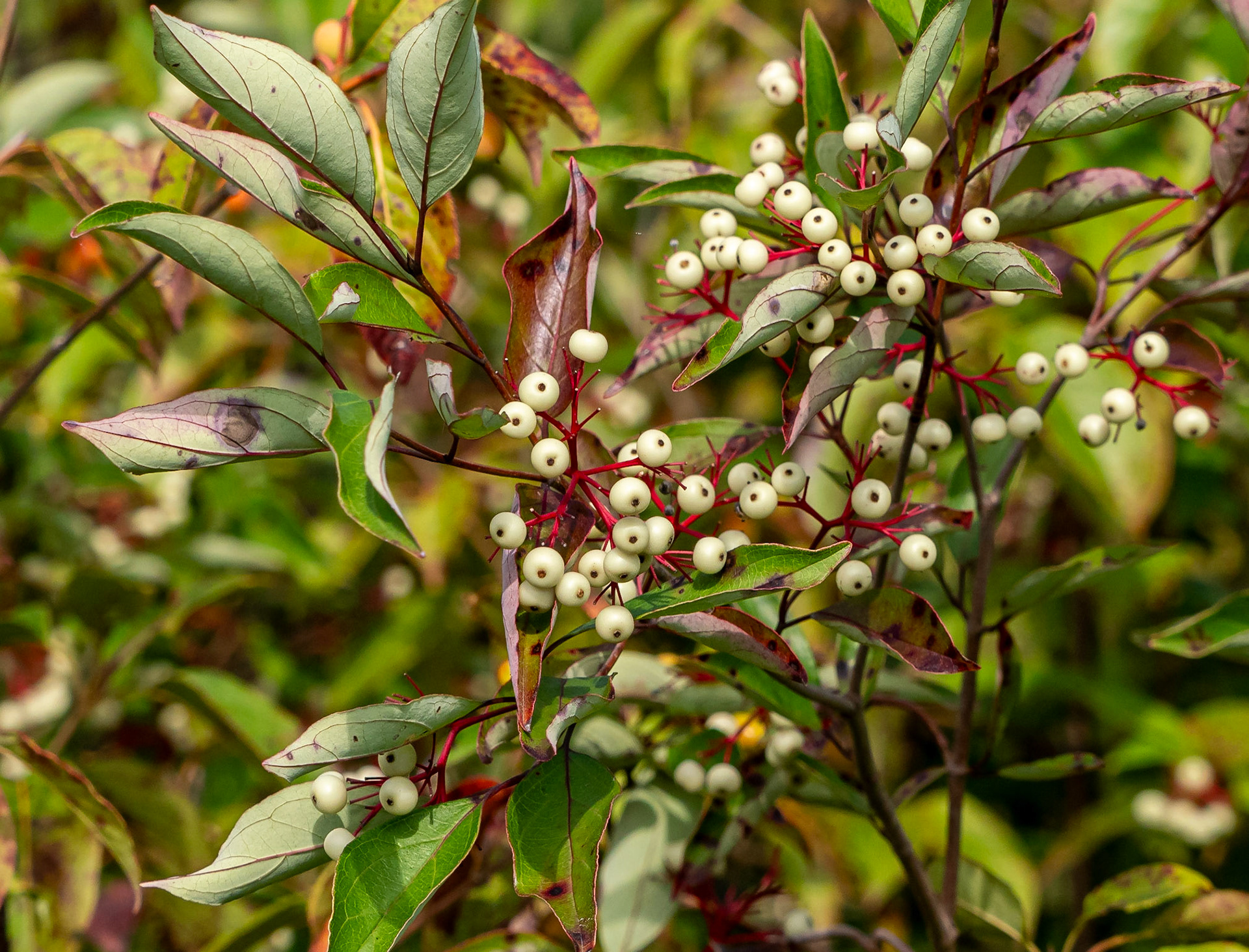 Dogwood
