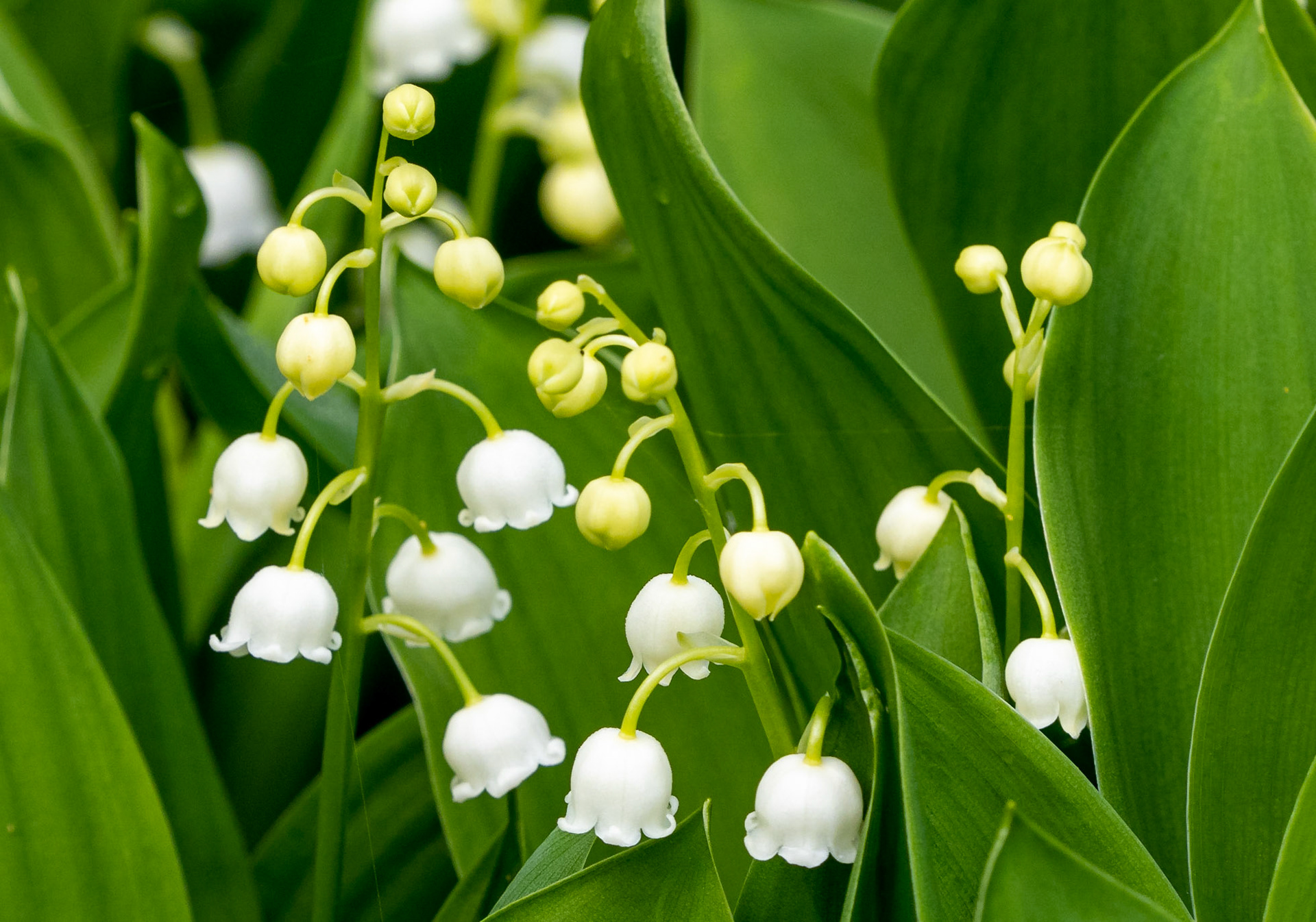 Lily of the Valley