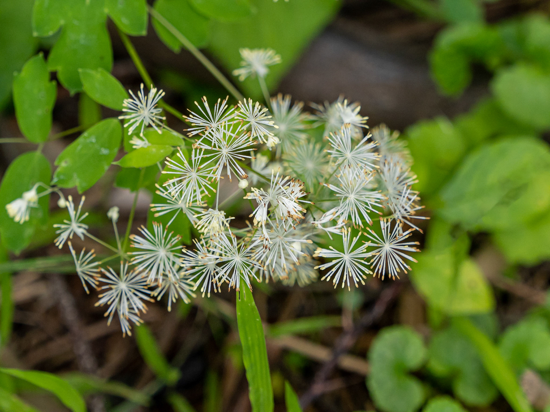 Meadow rue