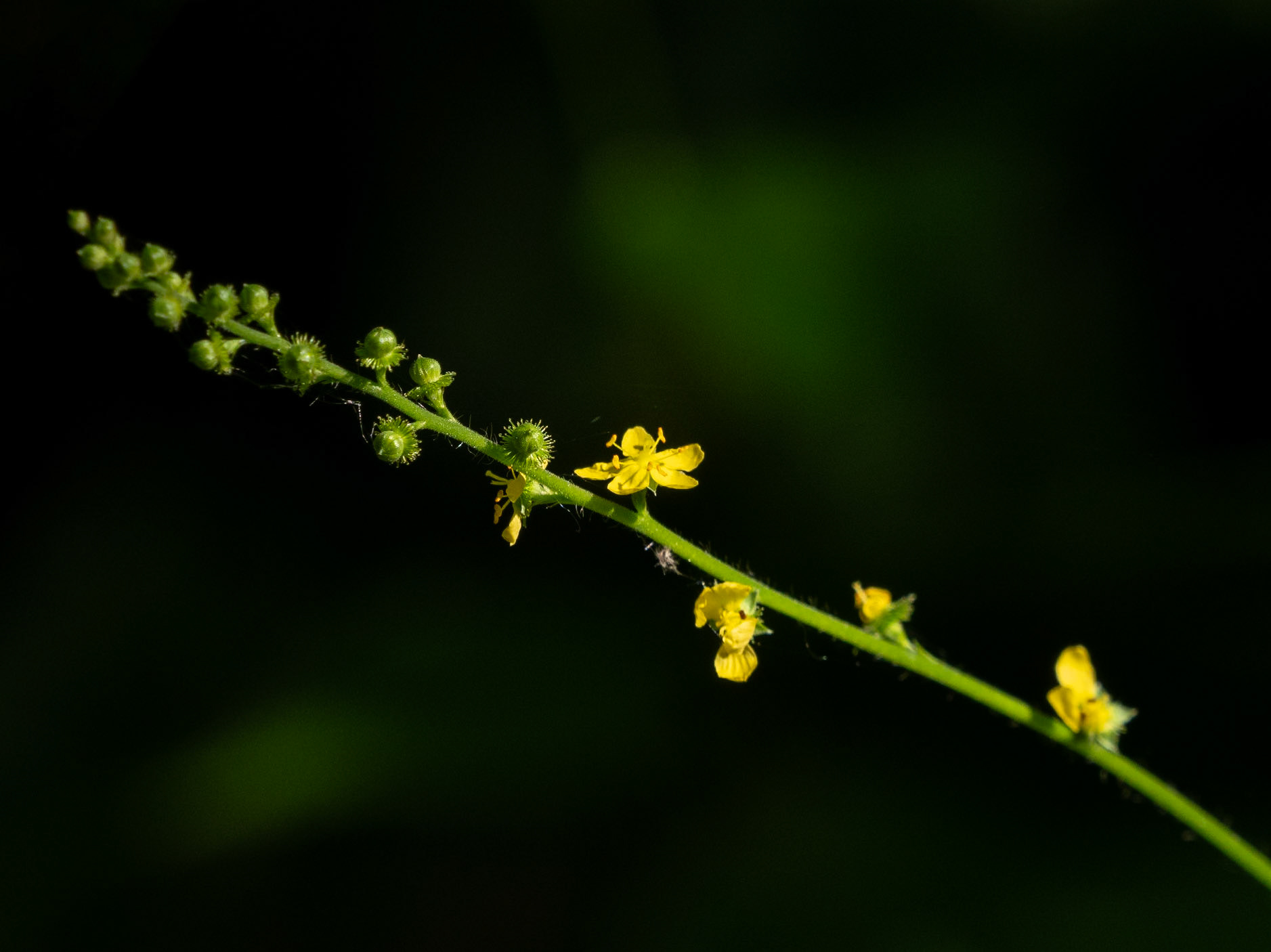 agrimony