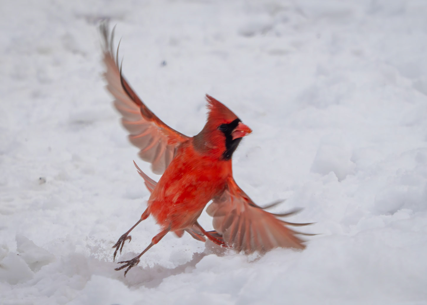 Male northern cardinal
