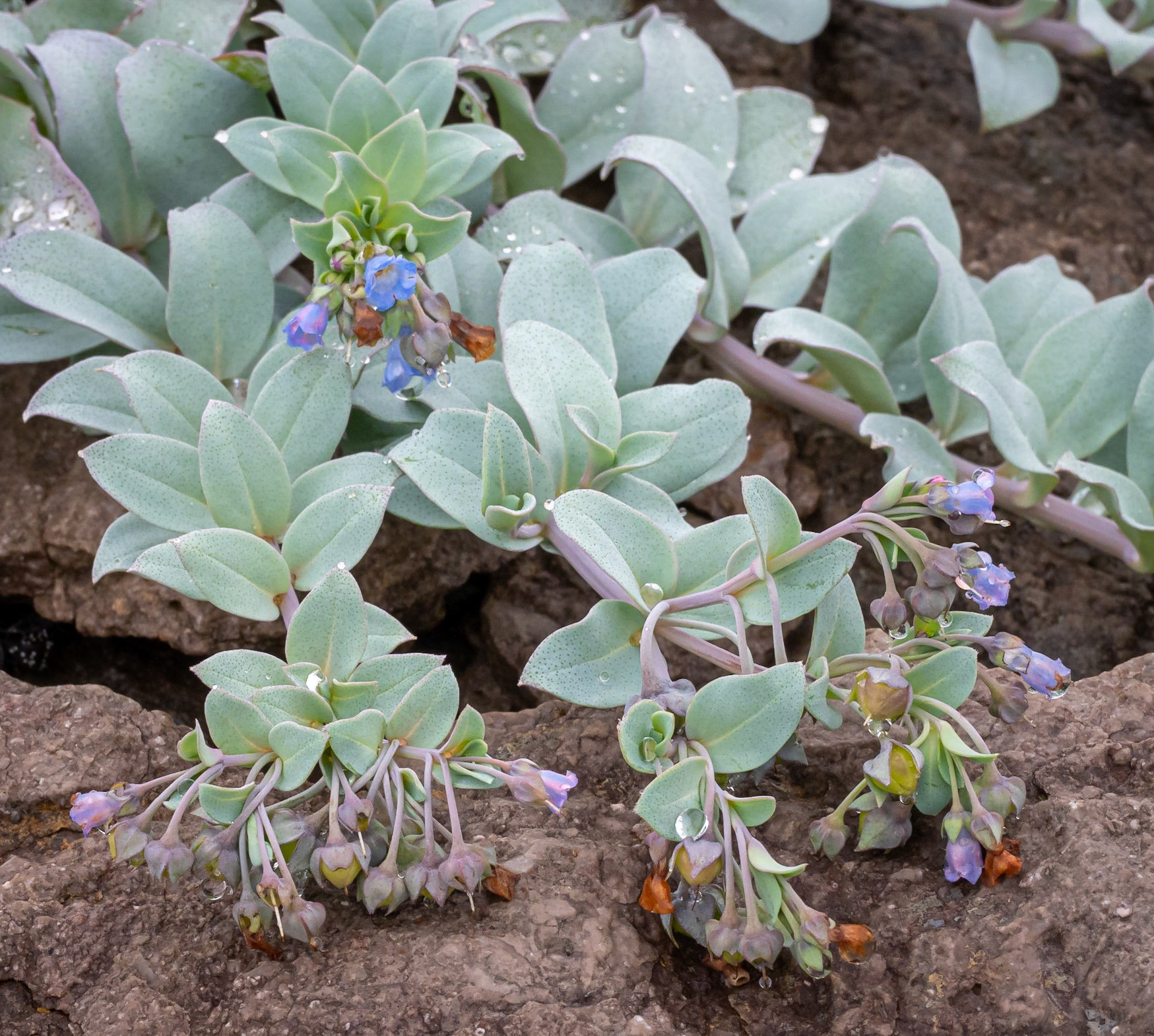 Oysterplant