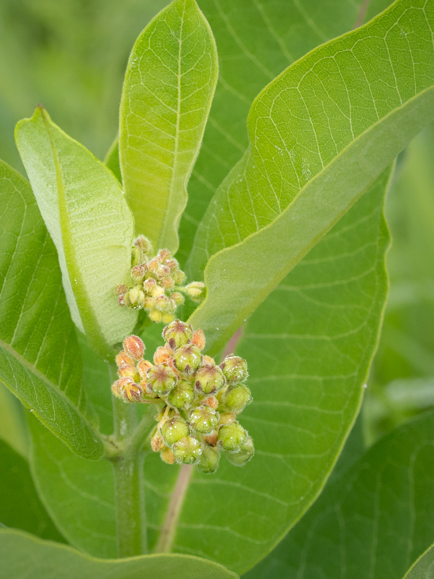 Milkweed (in bud)
