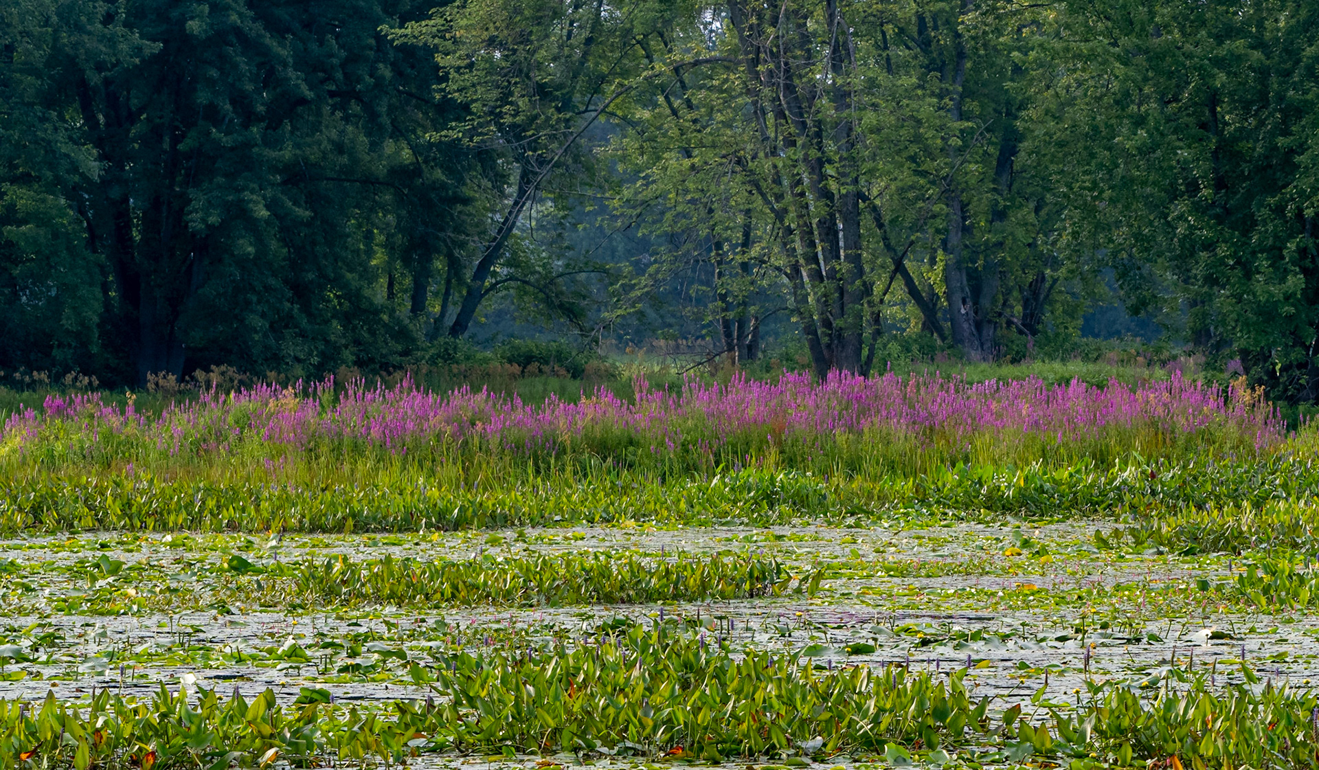 Purple loosestrife