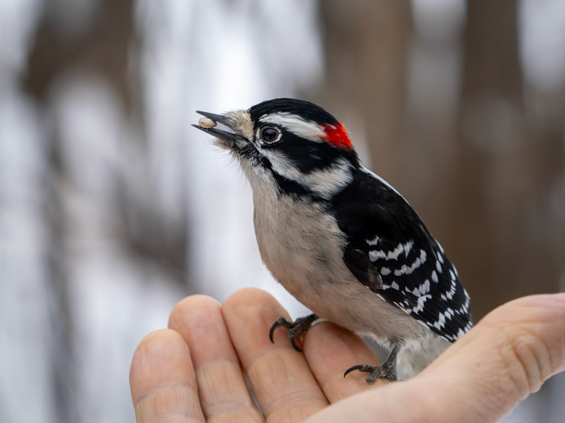 Male downy woodpecker