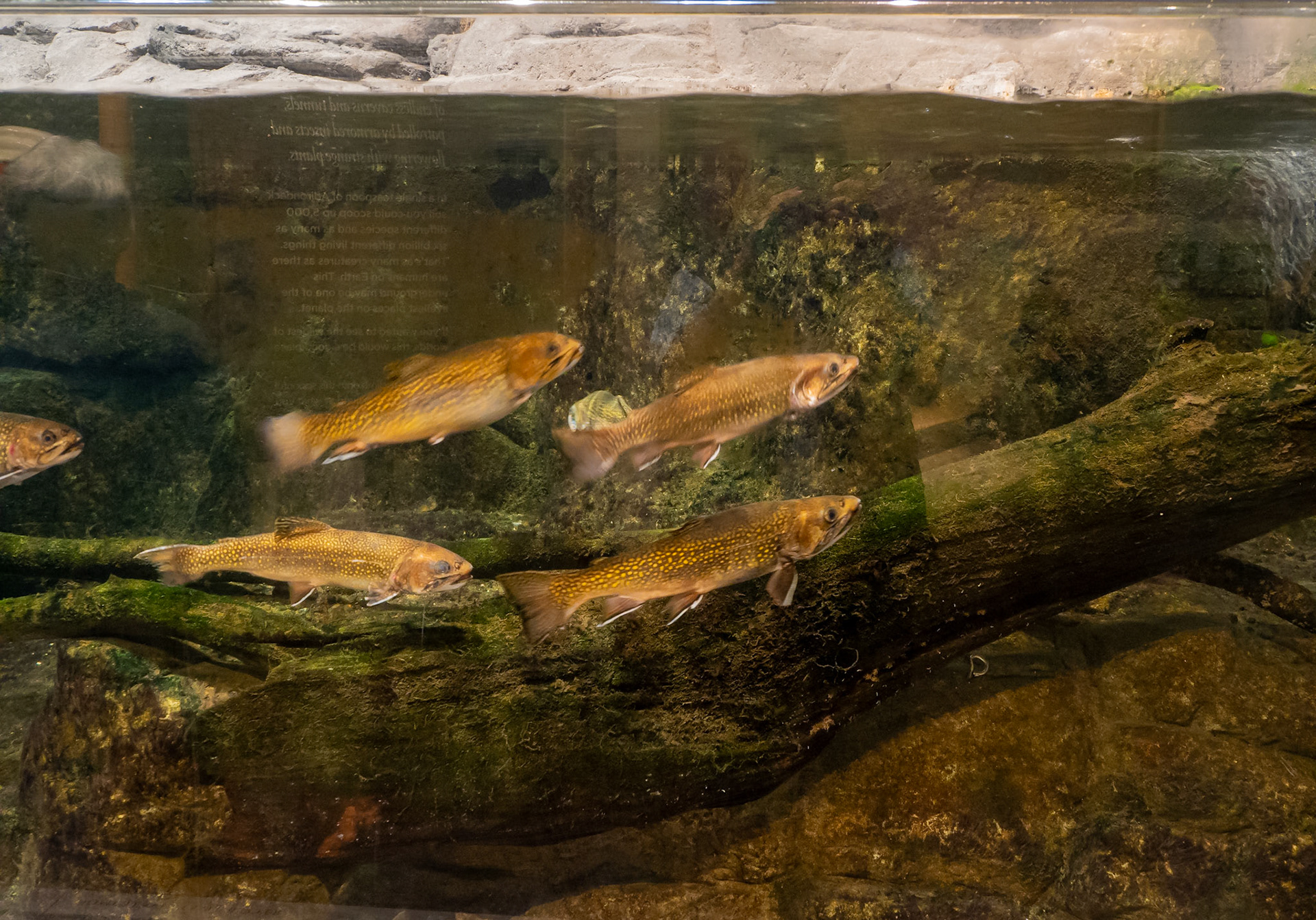 Brook trout