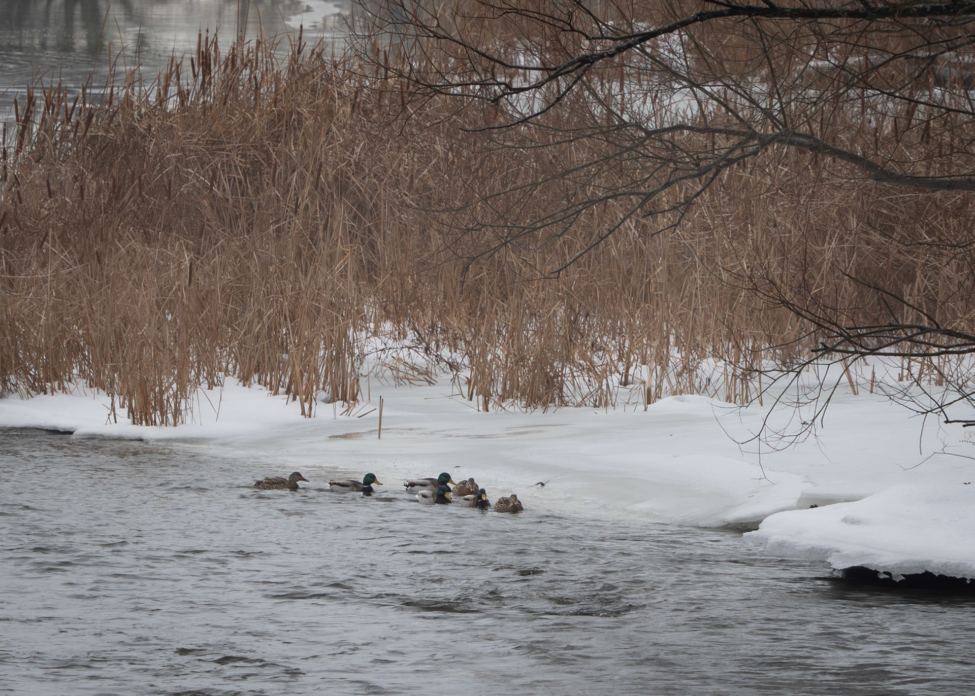 mallards