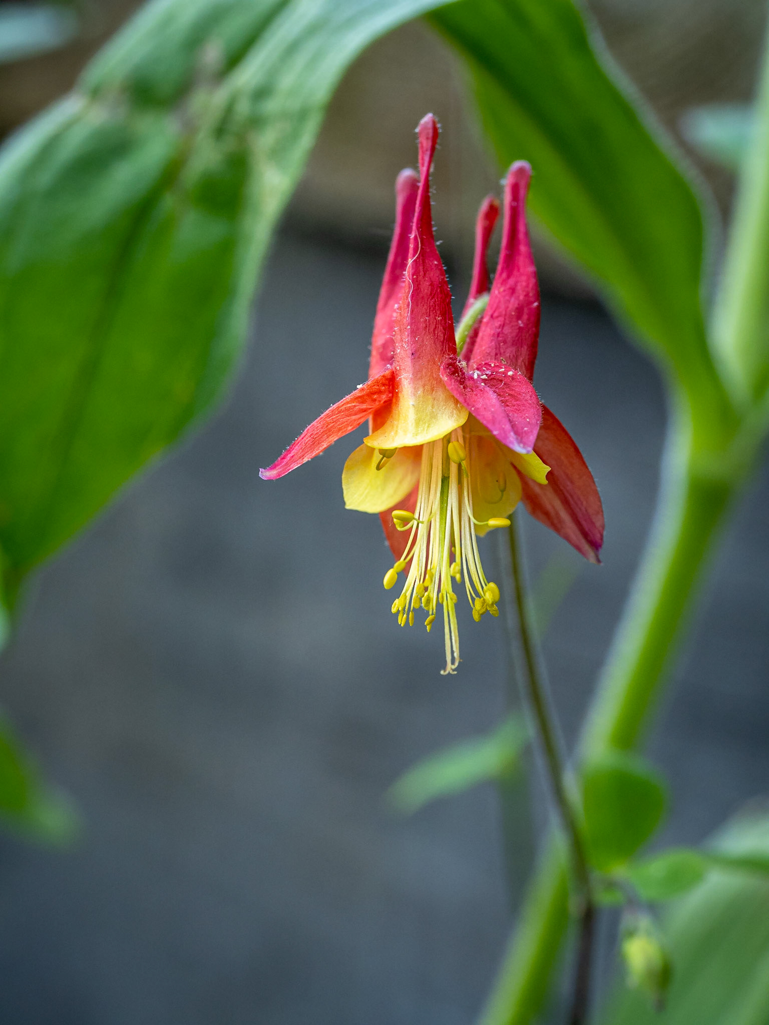 Columbine