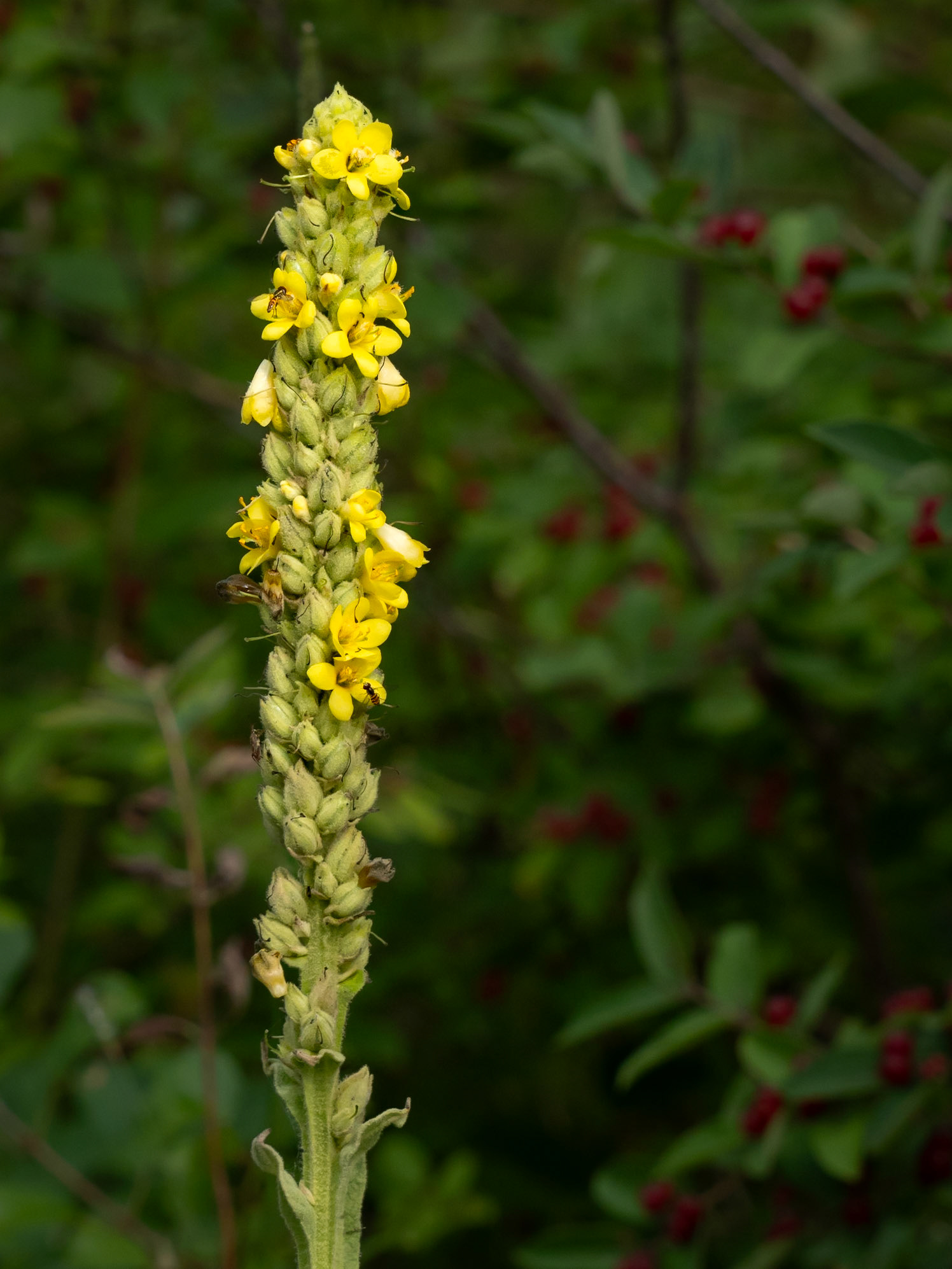 mullein