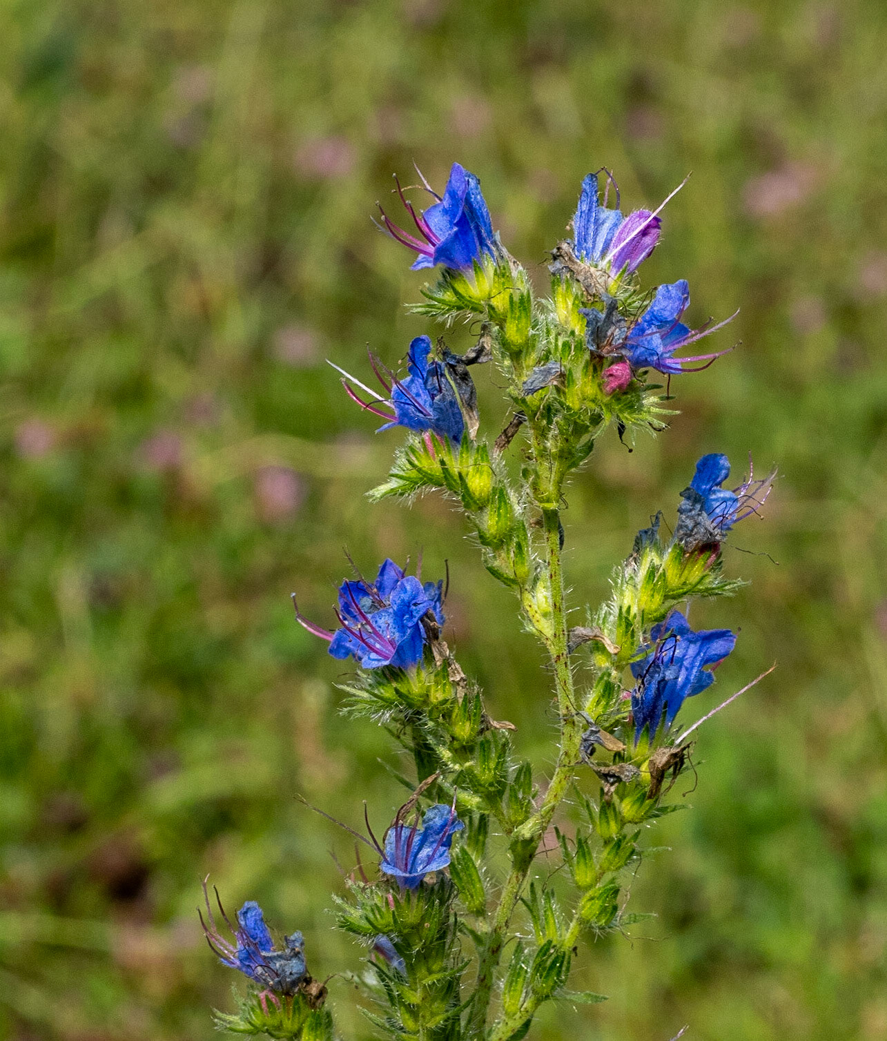 Vipers Bugloss