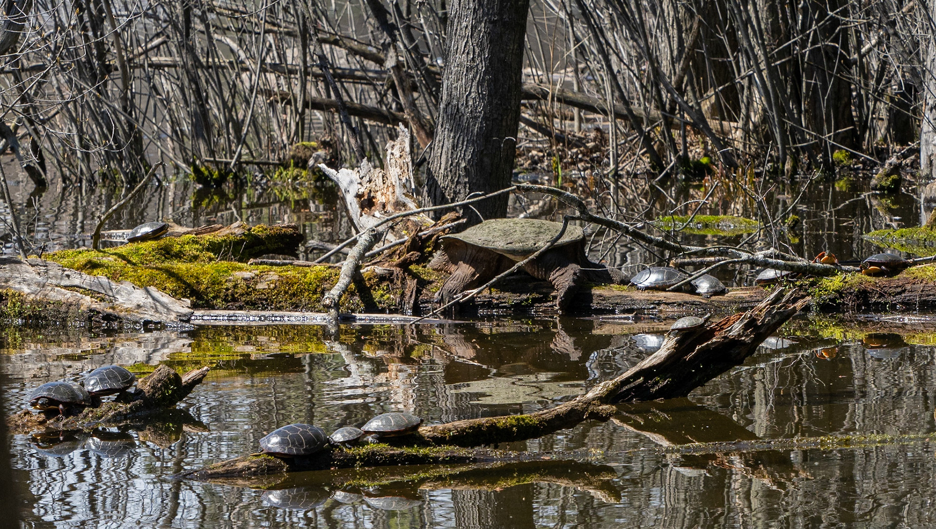 Snapping turtle with painted turtles