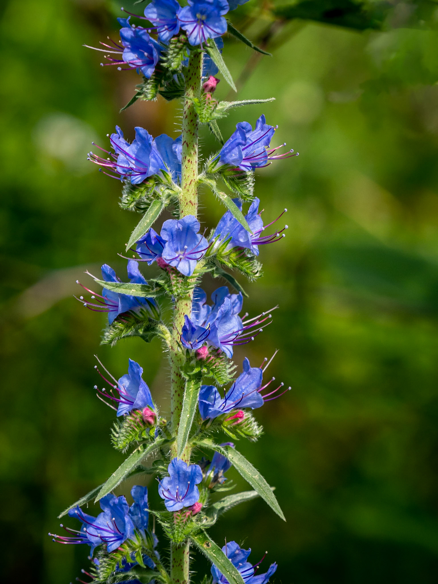 Vipers bugloss