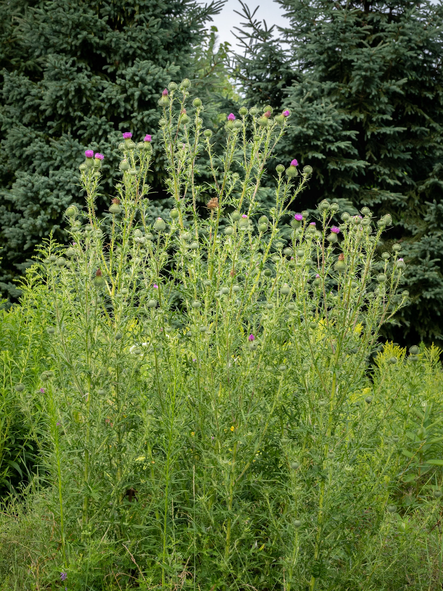 bull thistle stand