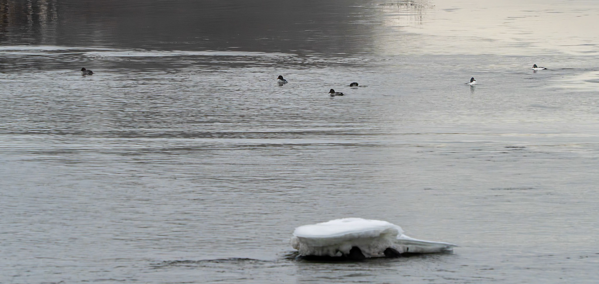 goldeneye