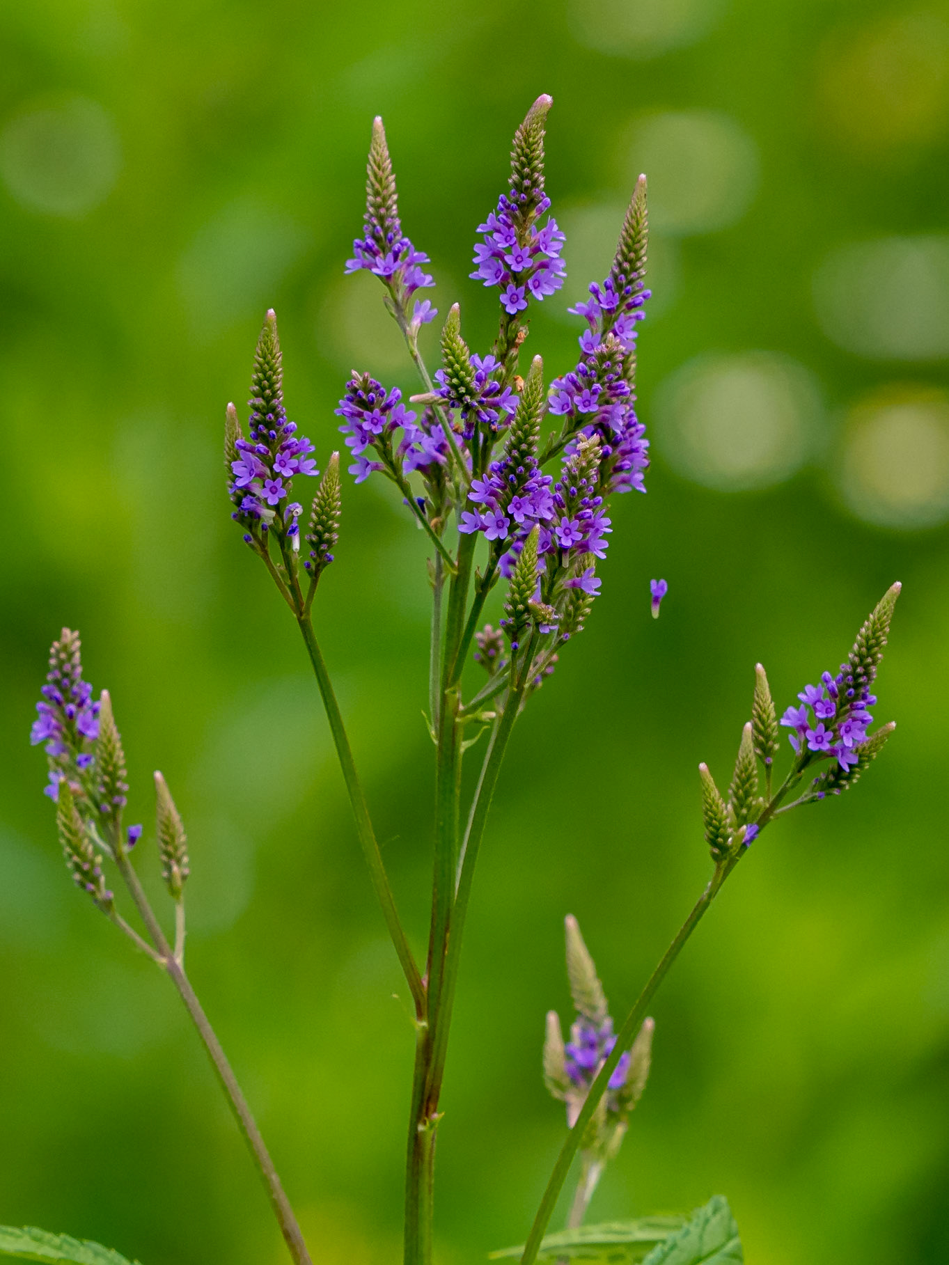 Vervain