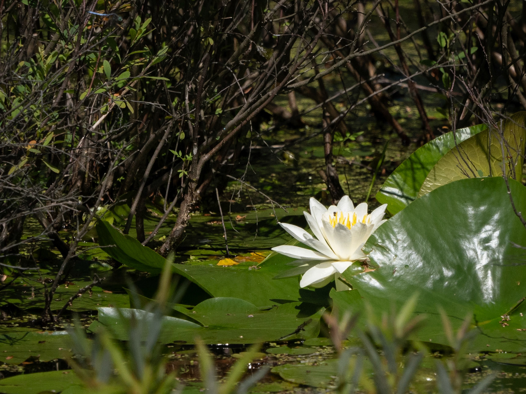 white waterlily