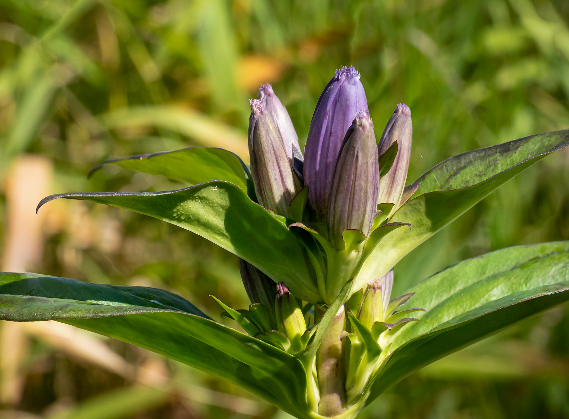 Bottle Gentian (aka Closed gentian)