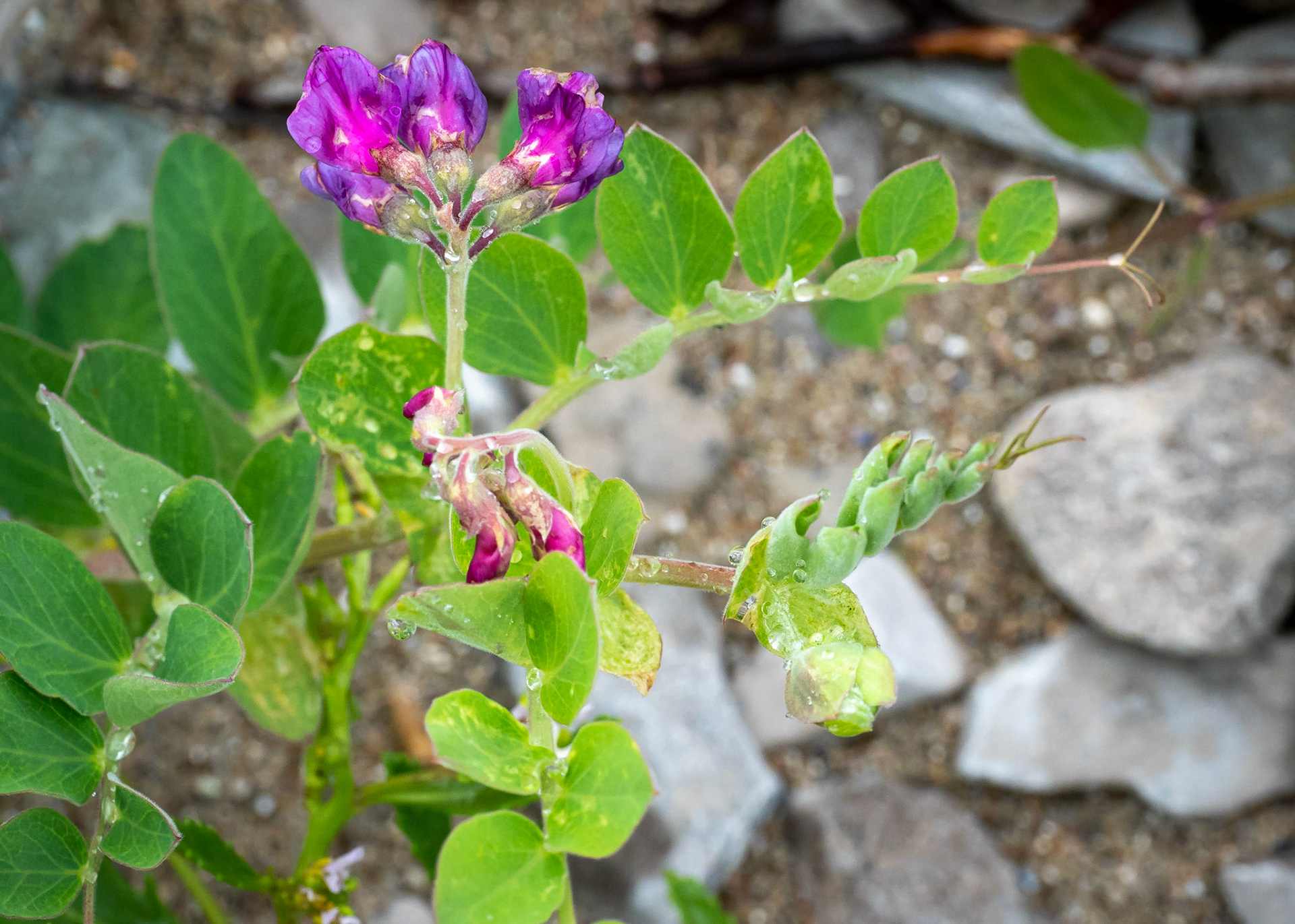 Sweetpea