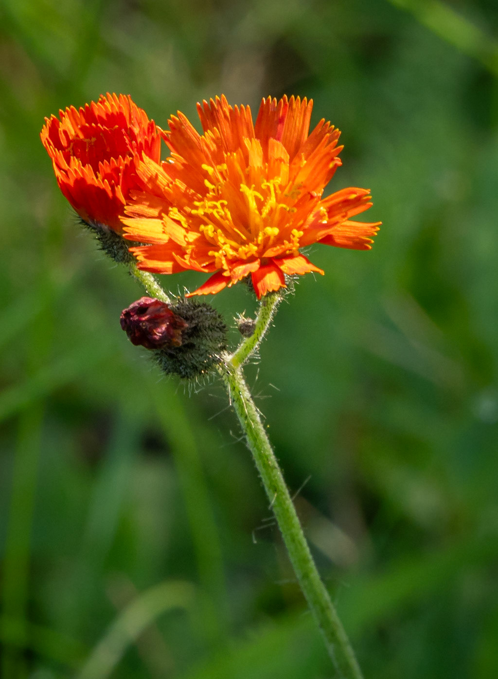 Hawkweed