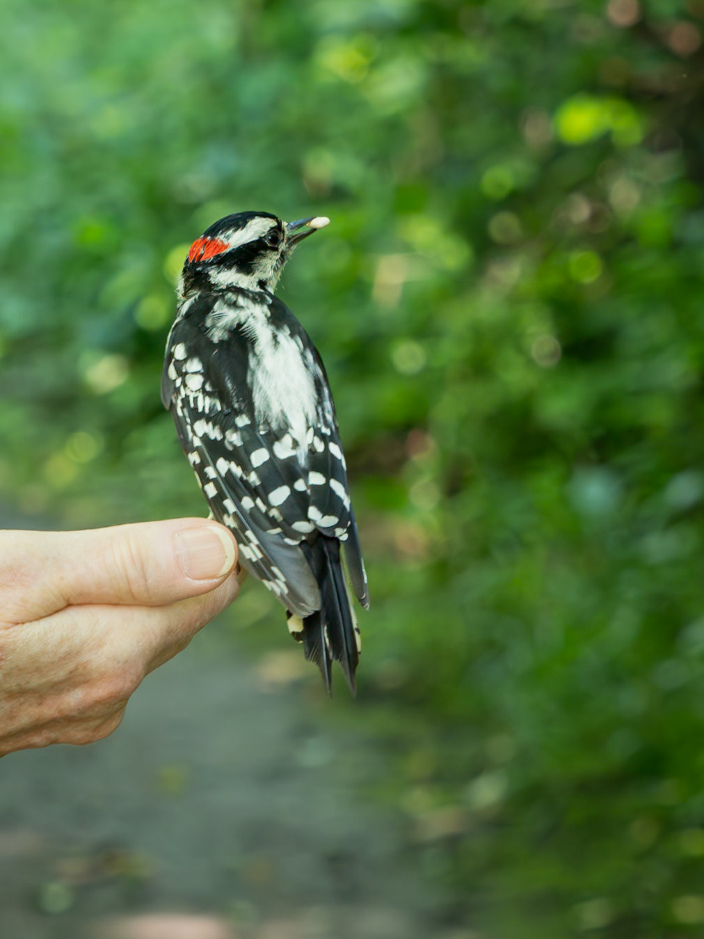 male downy woodpecker