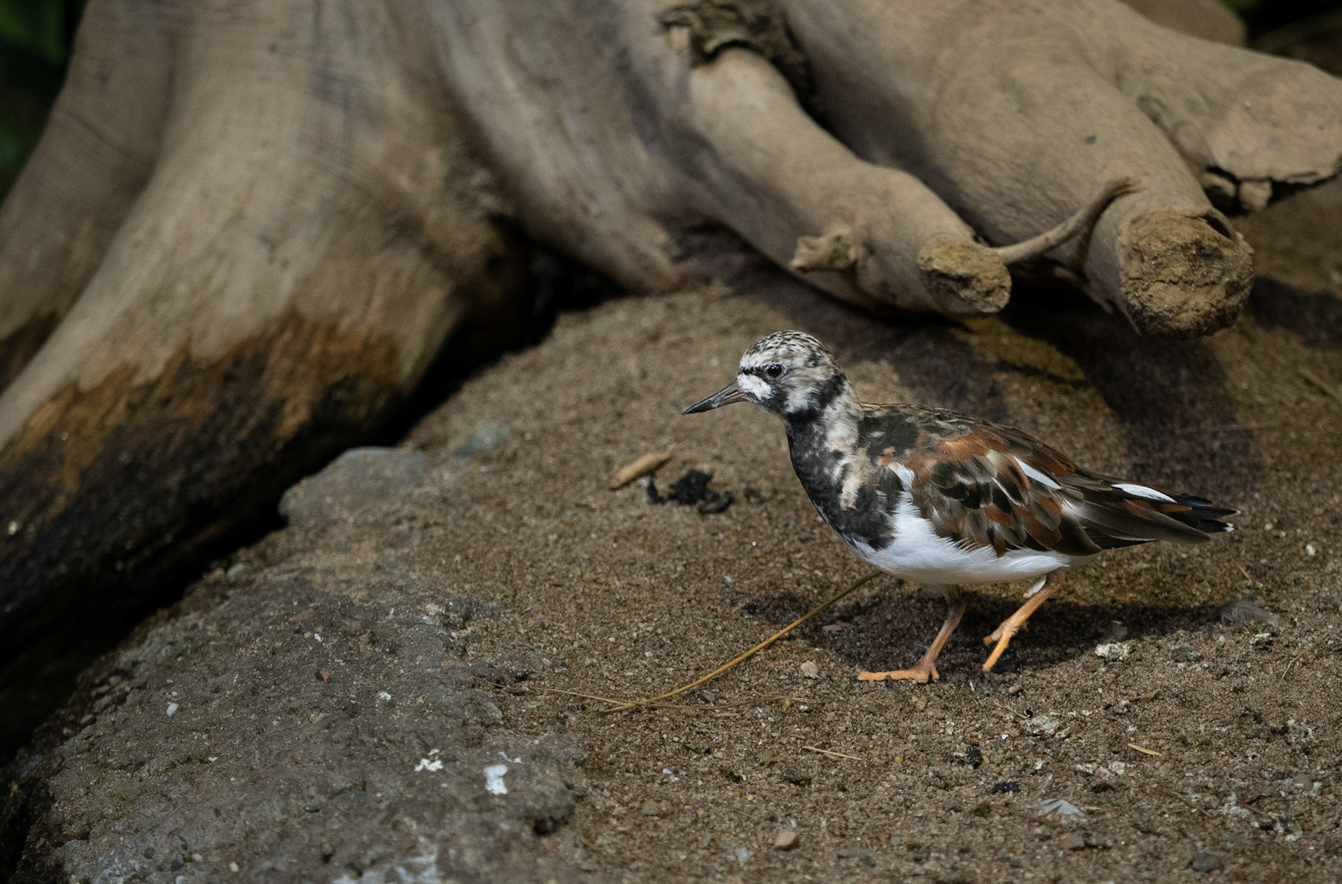Ruddy Turnstone