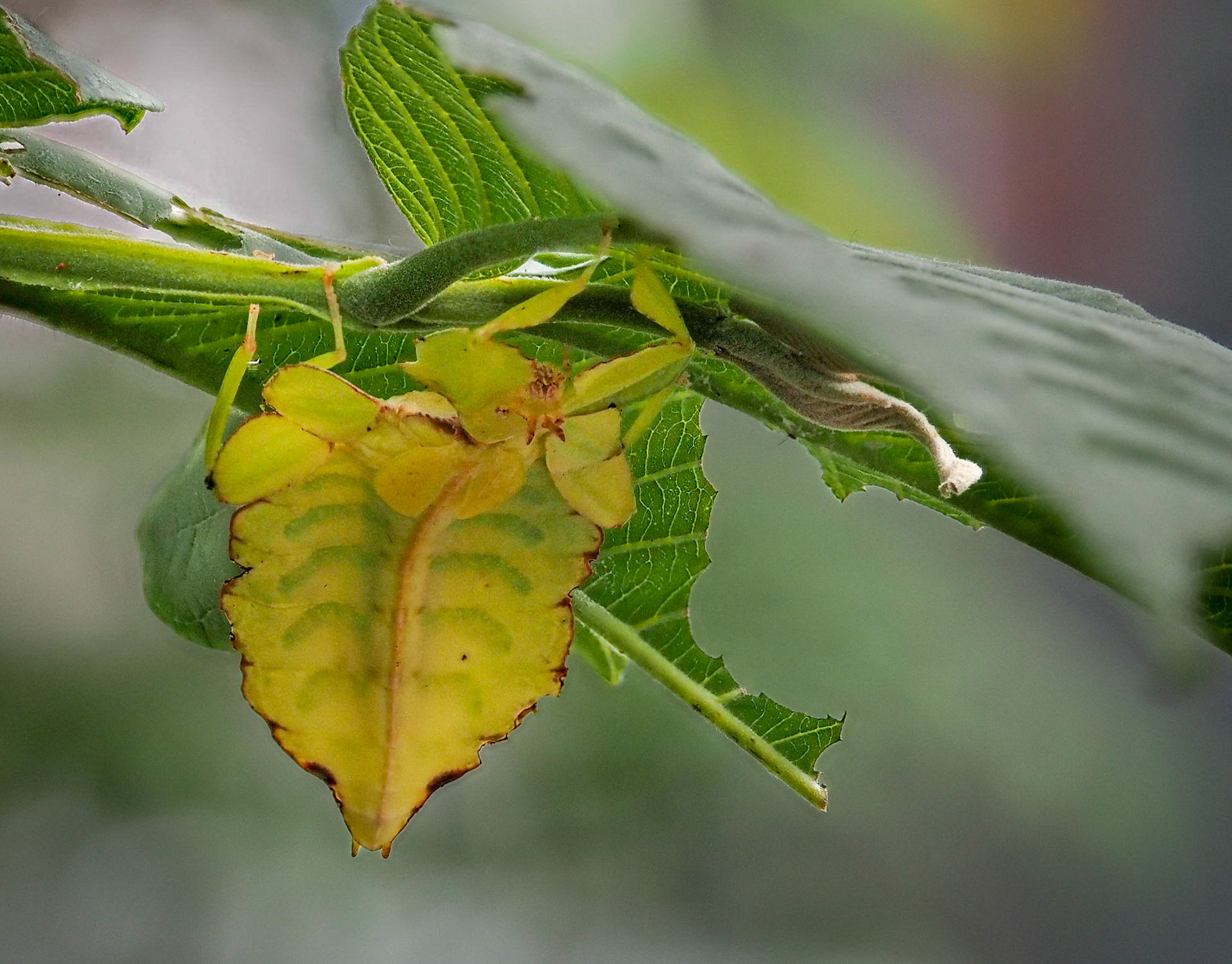 Walking leaf from Indonesia