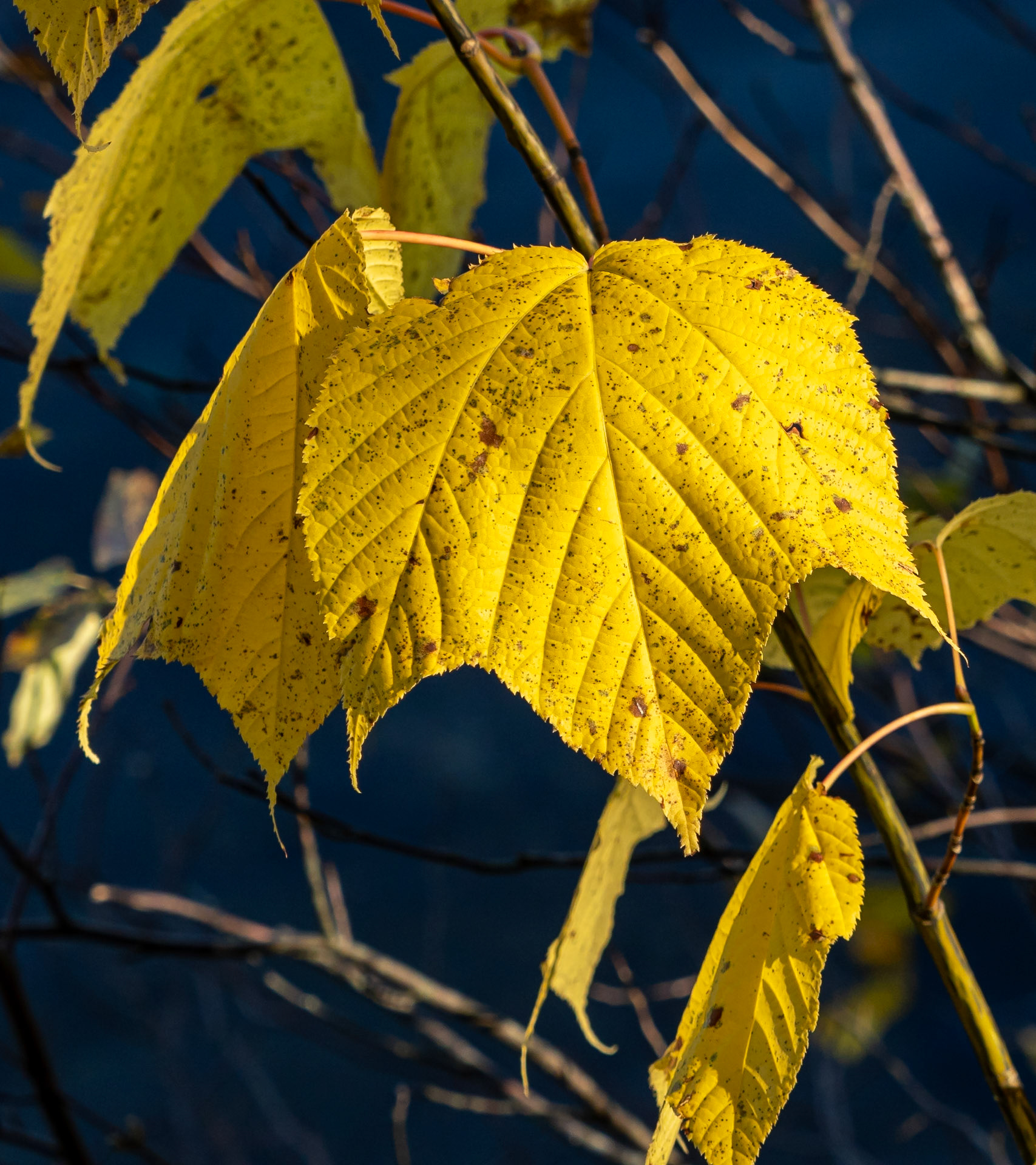 Strpied maple