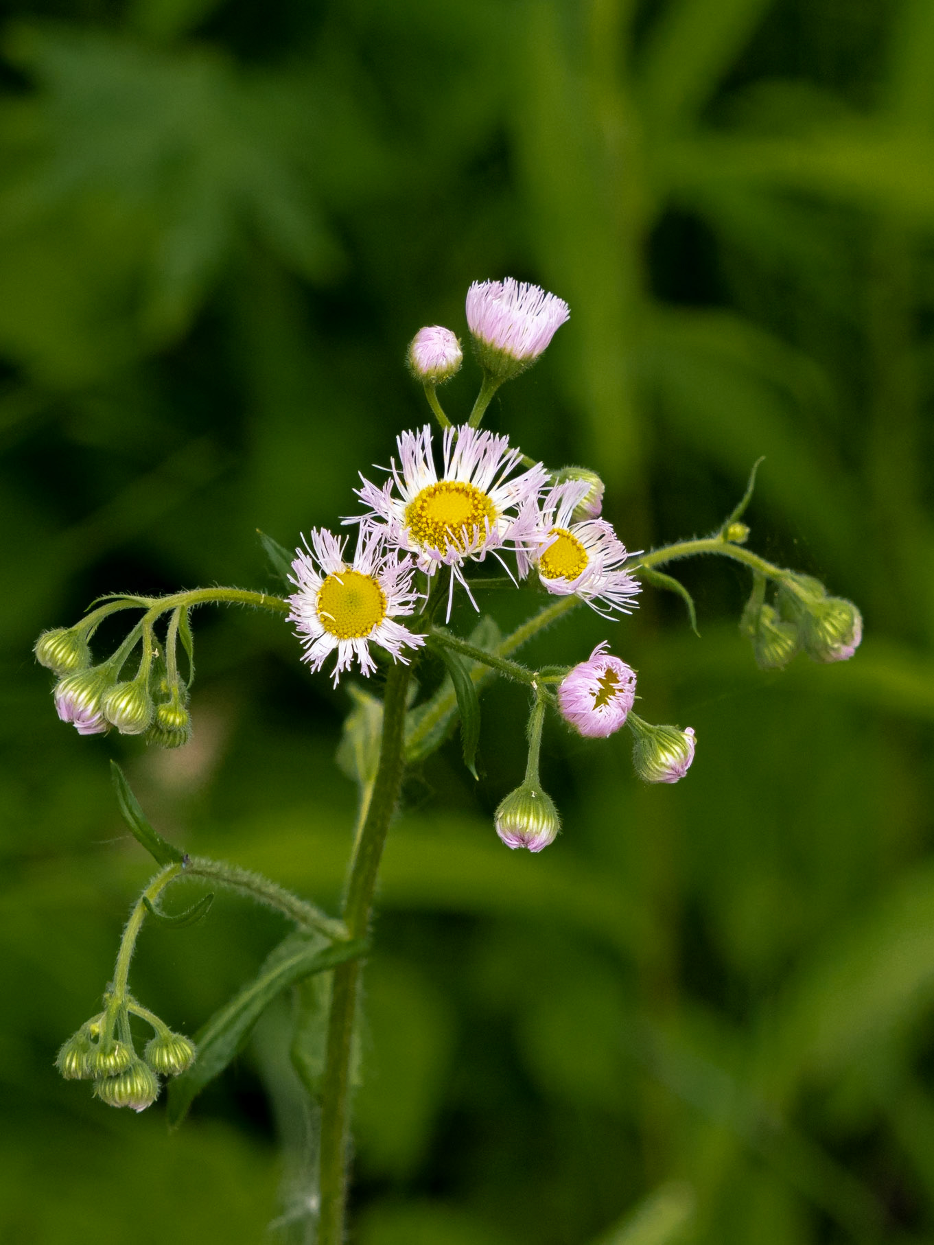 Fleabane