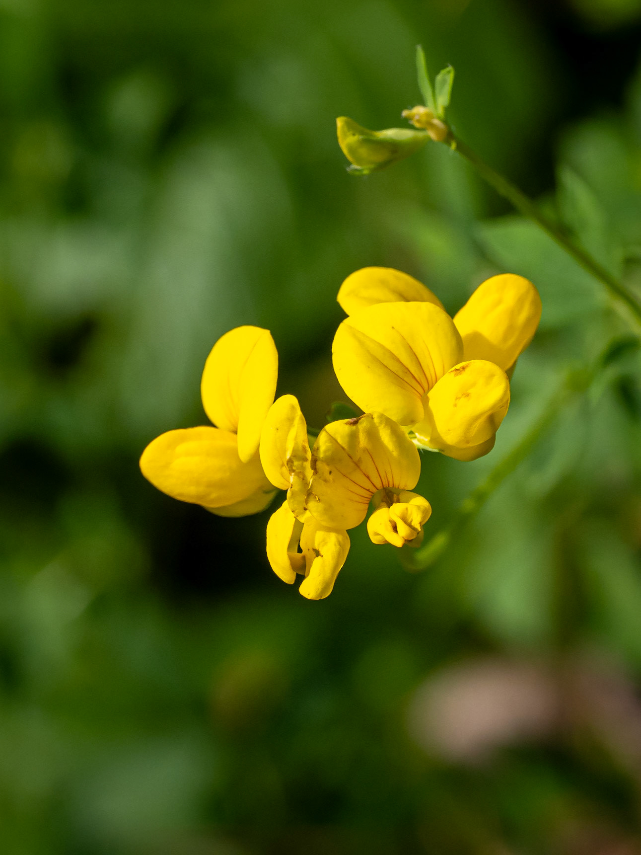 Birdsfoot Trefoil