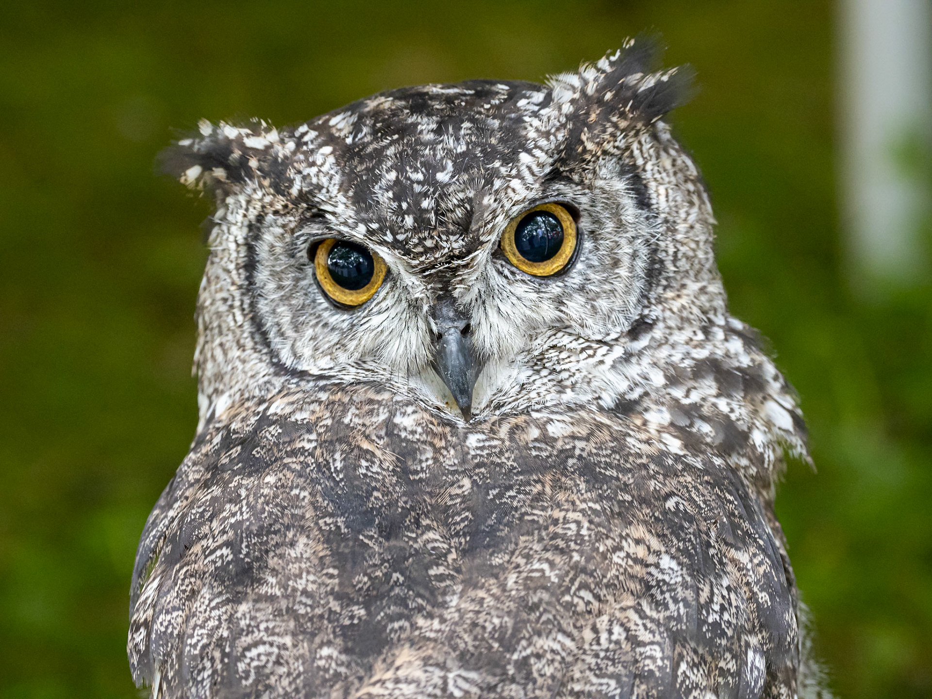 Spotted owl