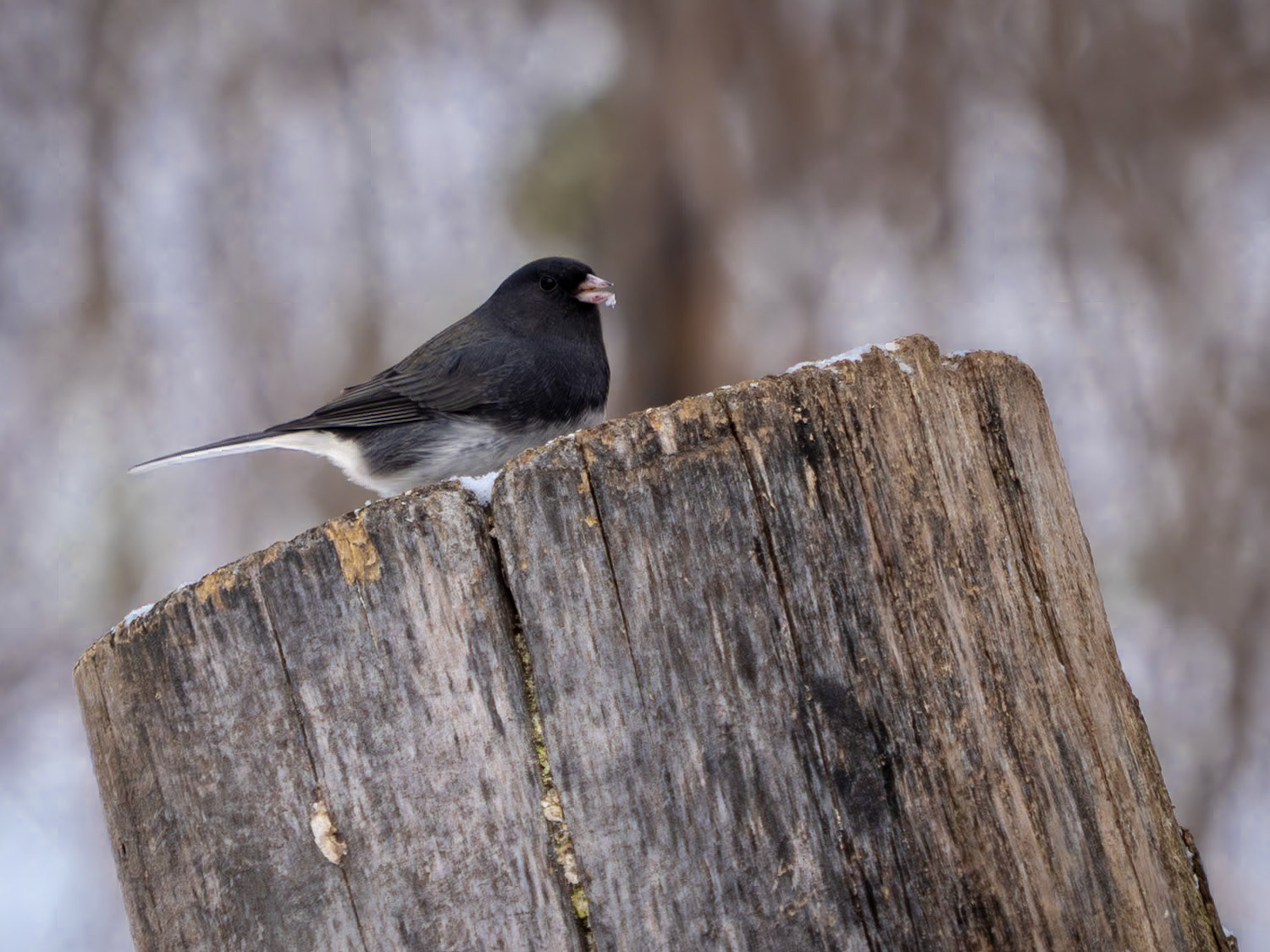 Dark-eyed junco