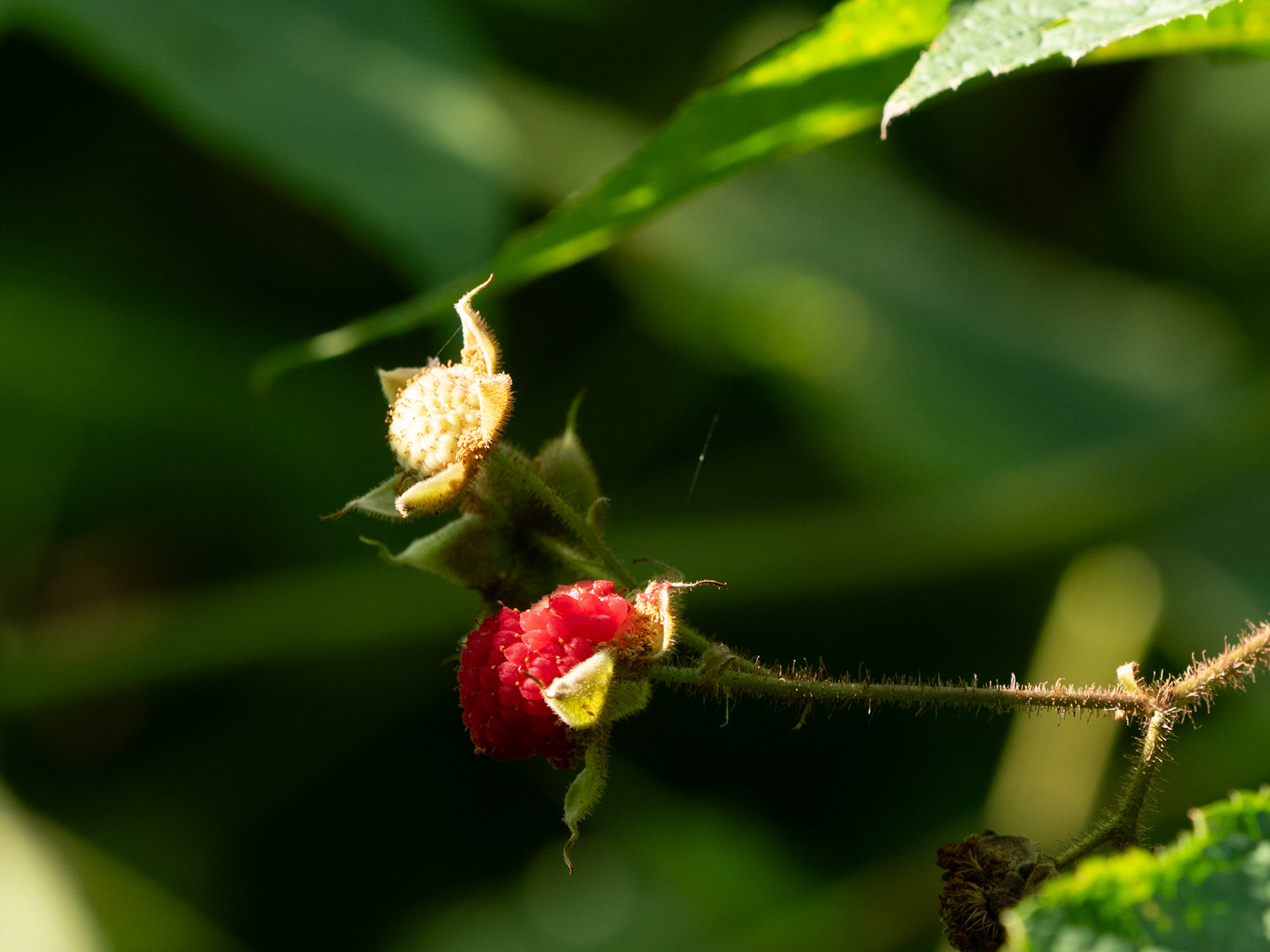 purple flowering raspberry