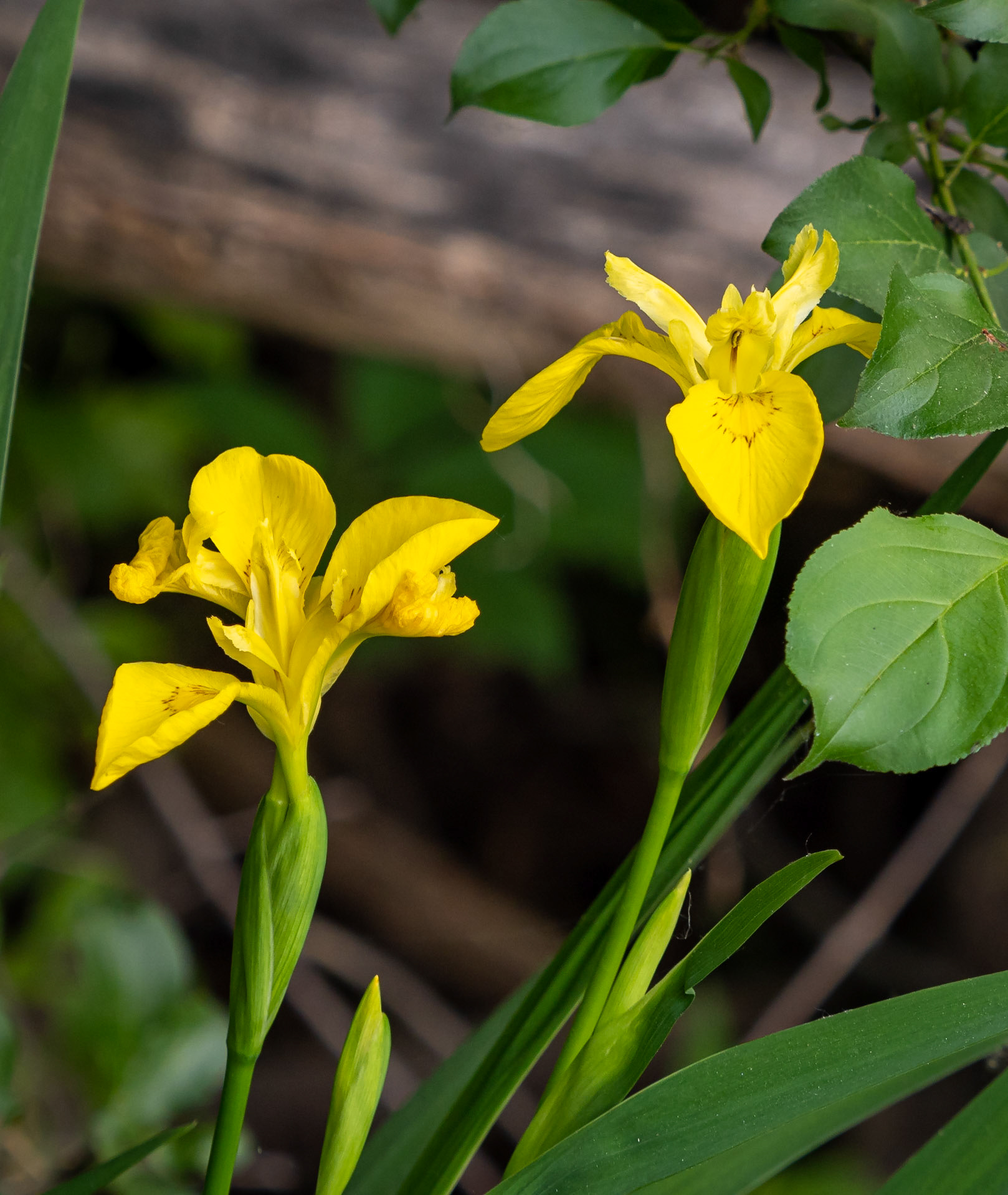 Yellow iris/yellow flag