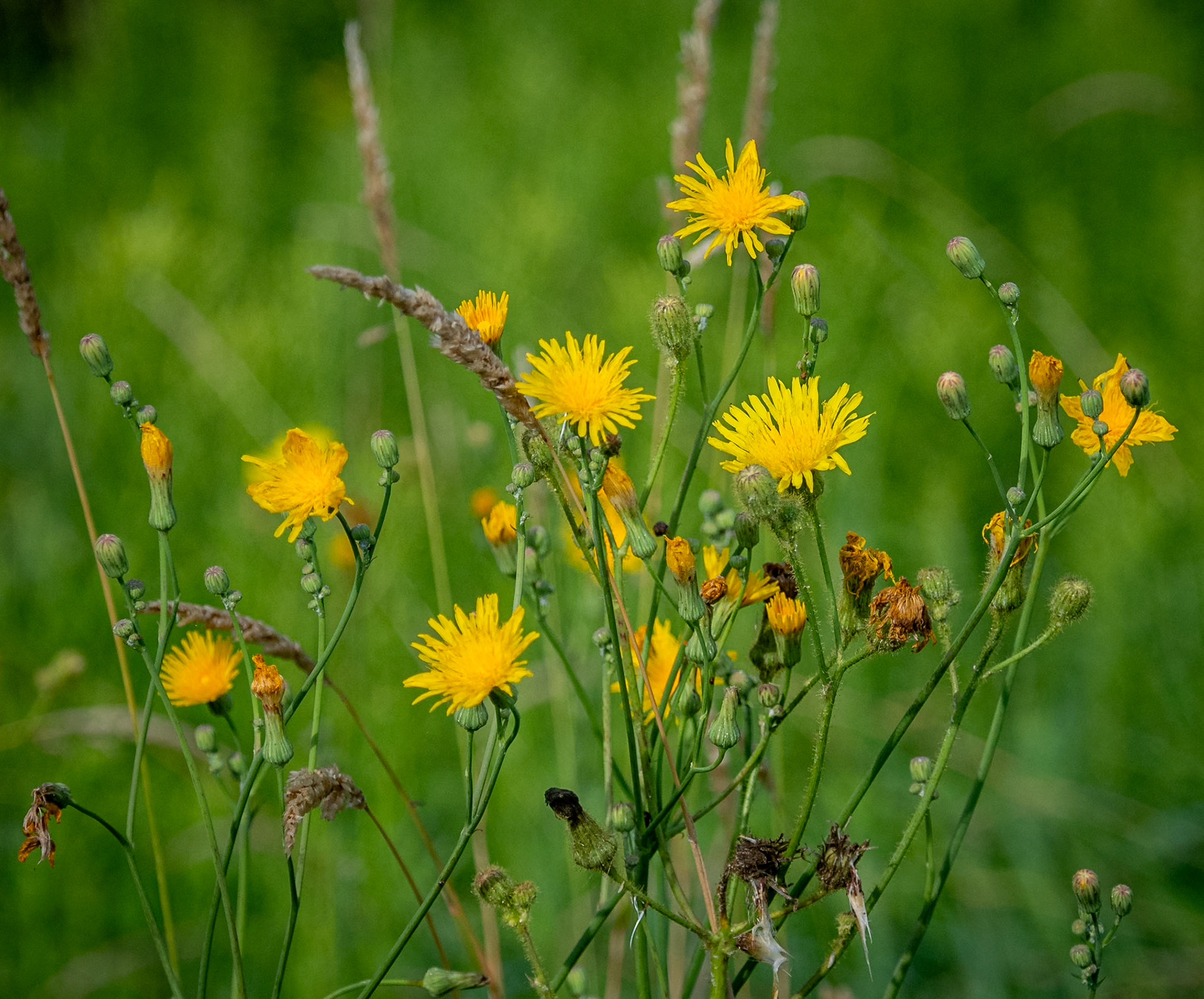 sowthistle clump