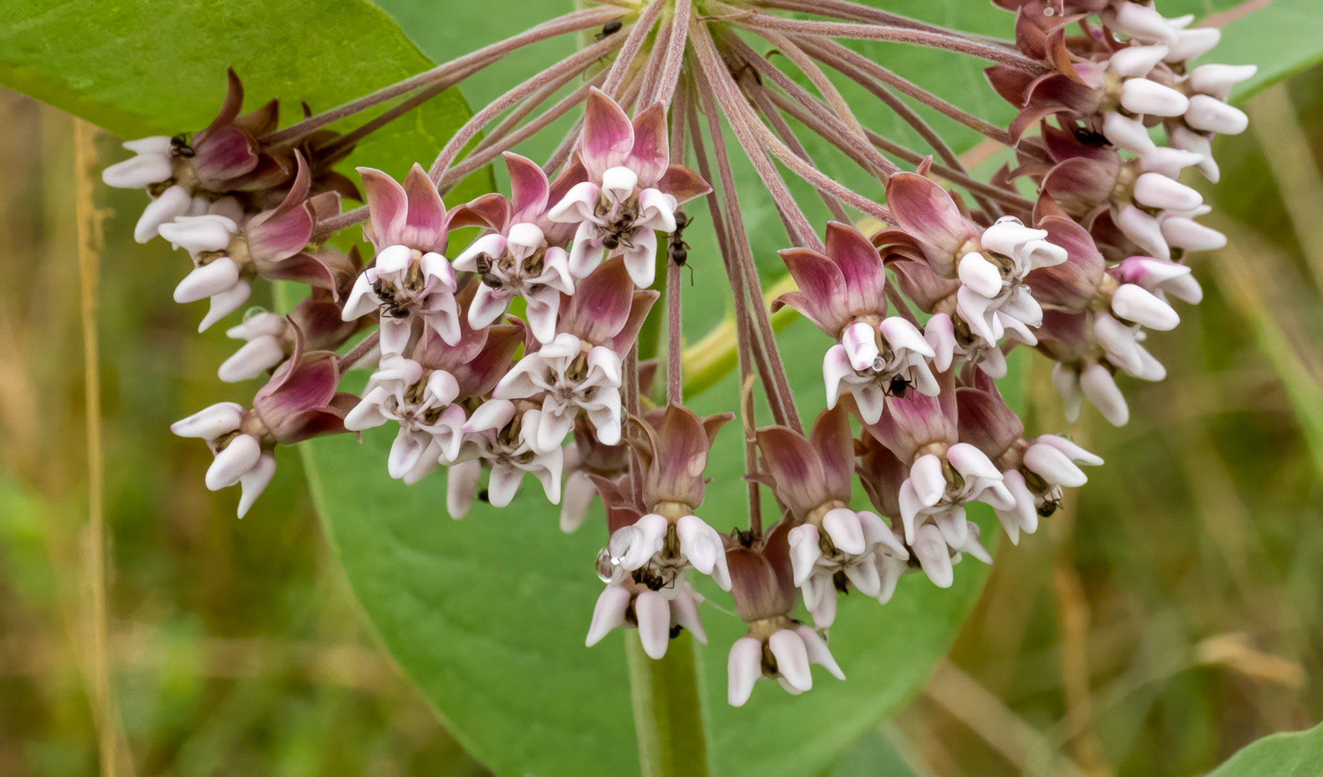 Ants on milkweed blossoms