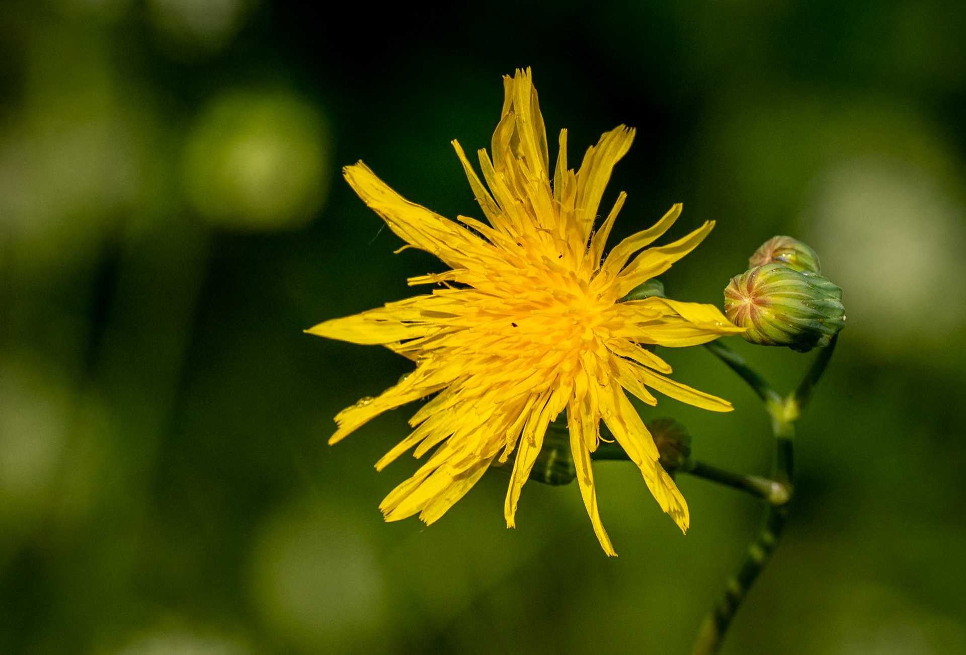 sowthistle