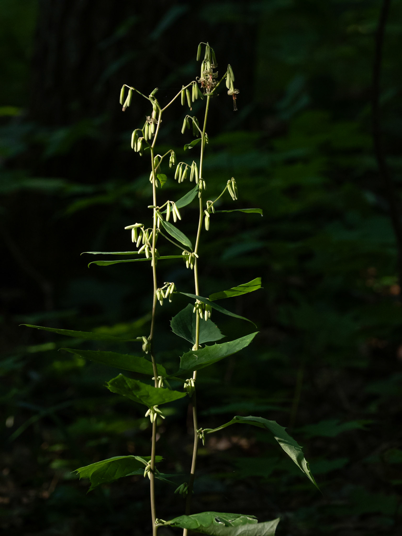 Rattlesnake root