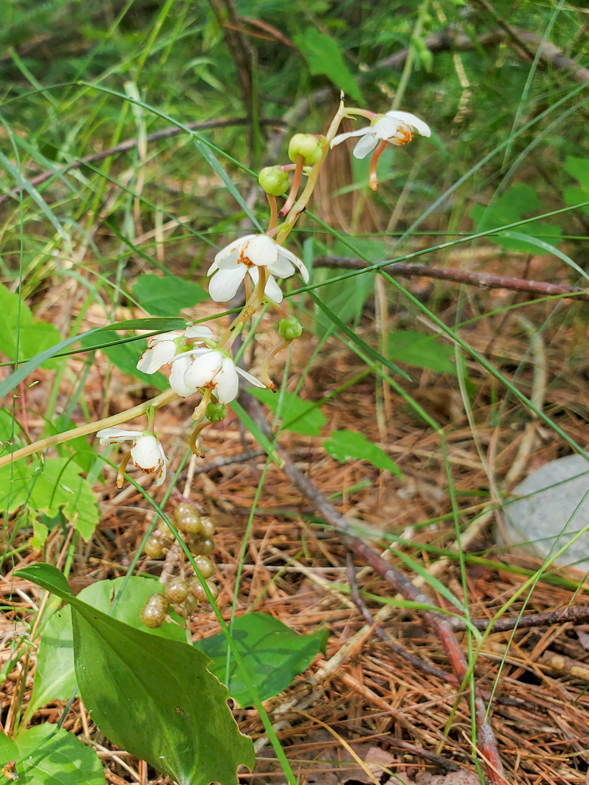 Wintergreen