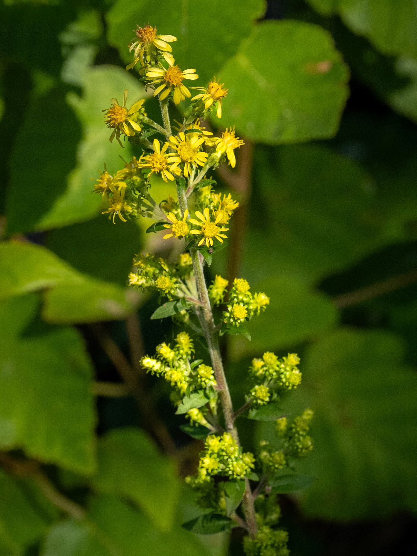 Downy ragged goldenrod