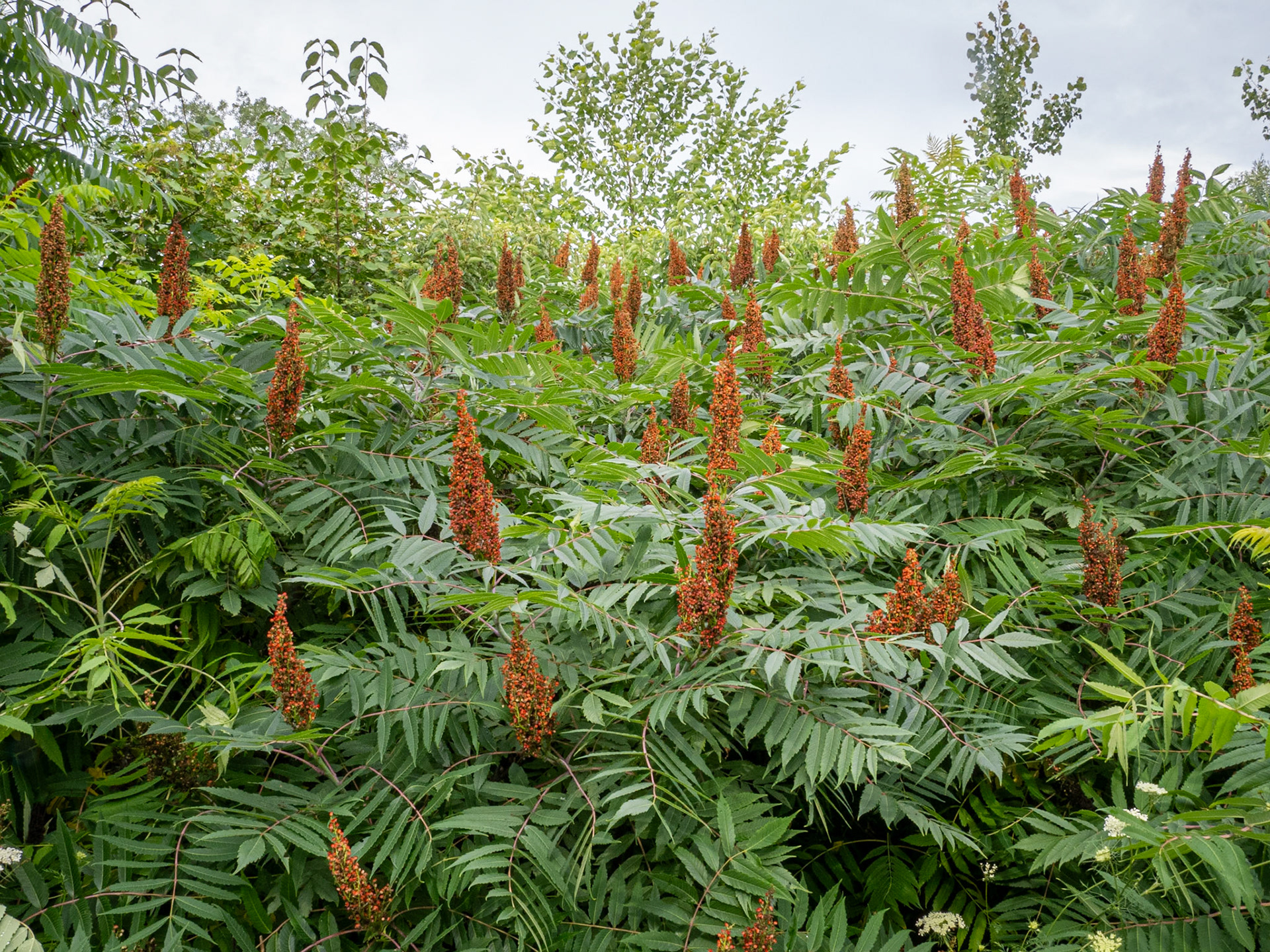 smooth sumac