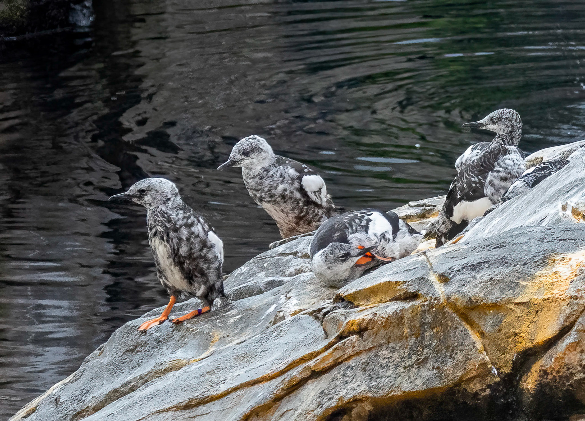 black guillemot