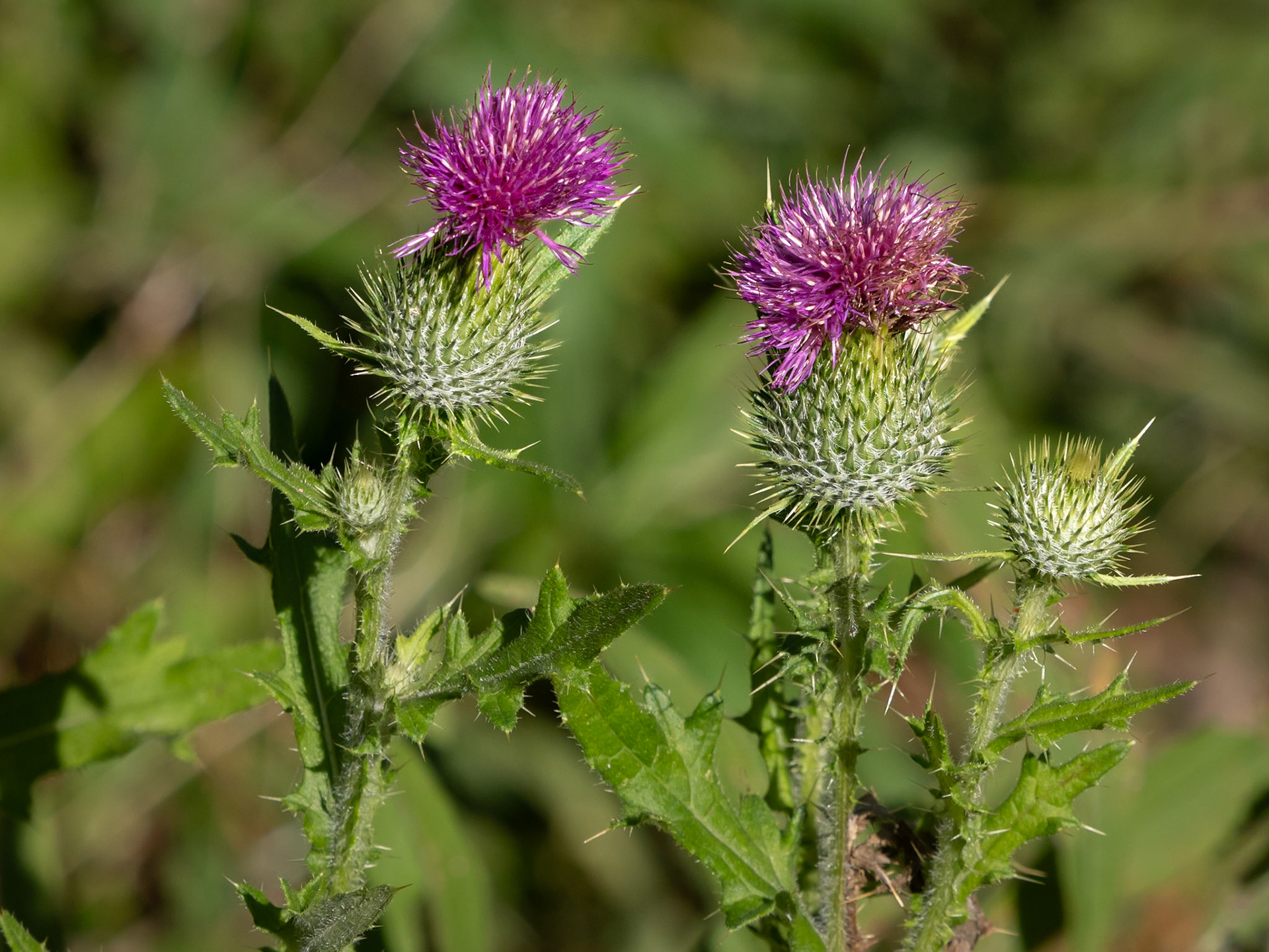 bull thistle