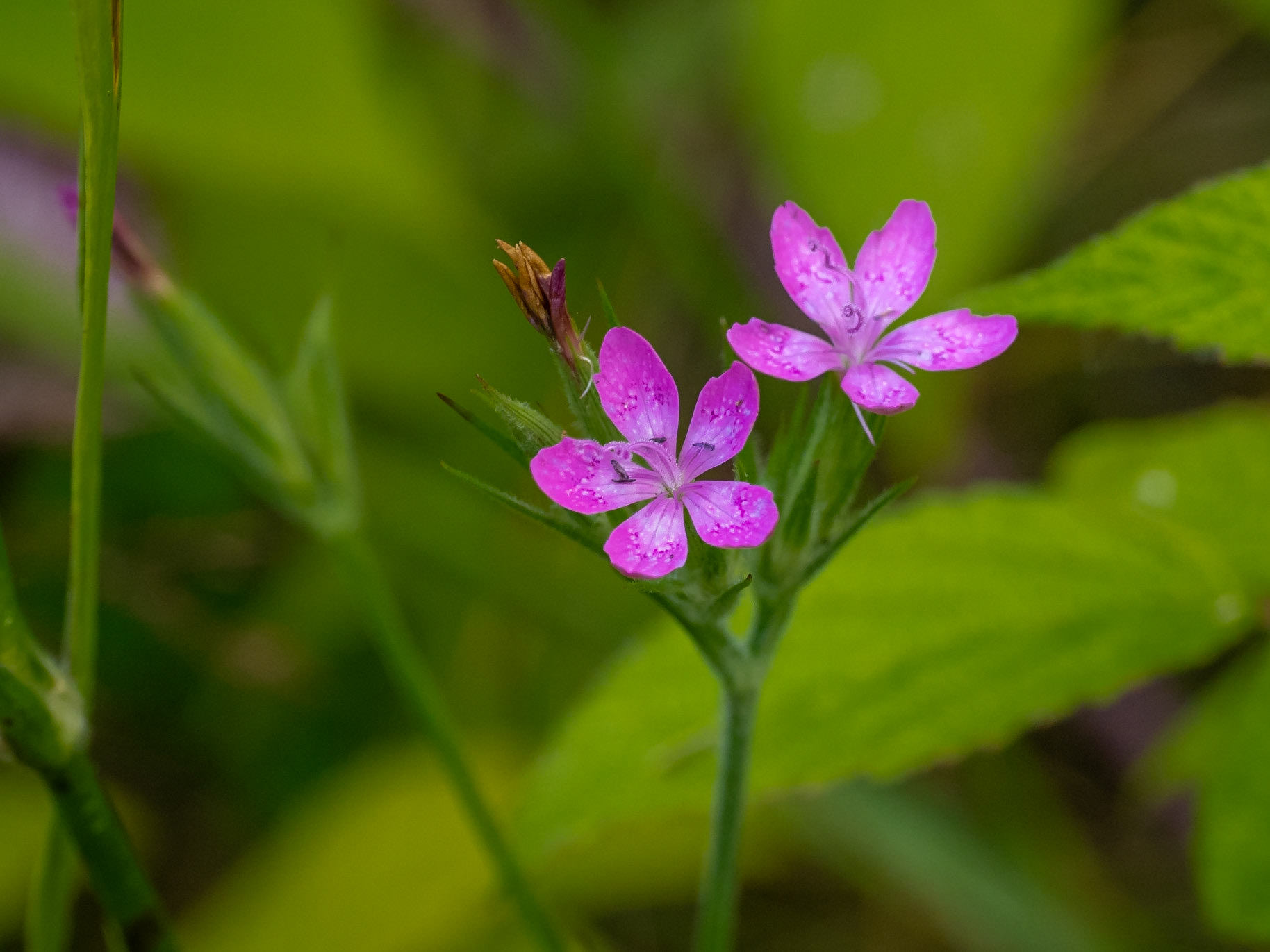 DEptford Pink