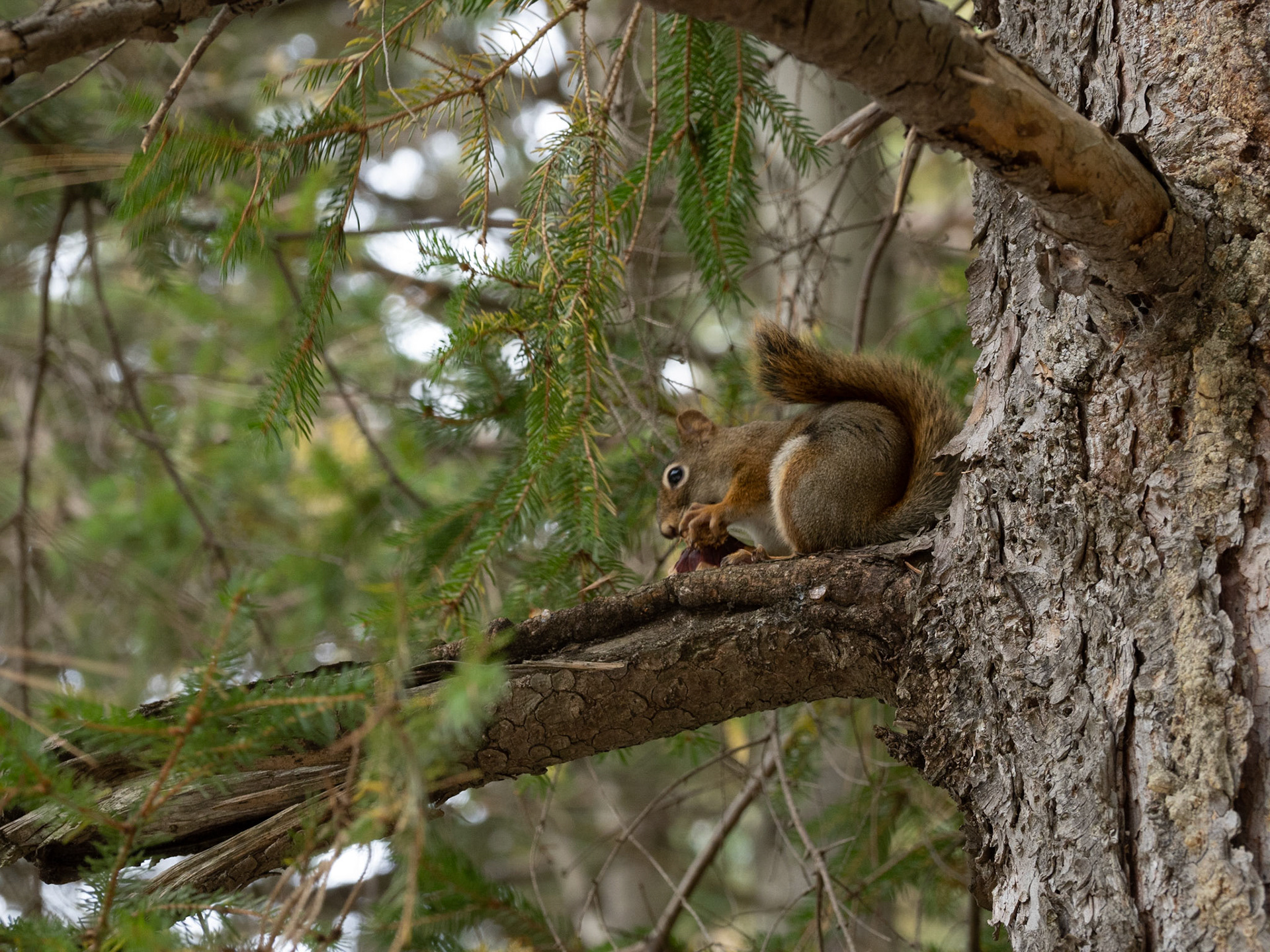 Red squirrel