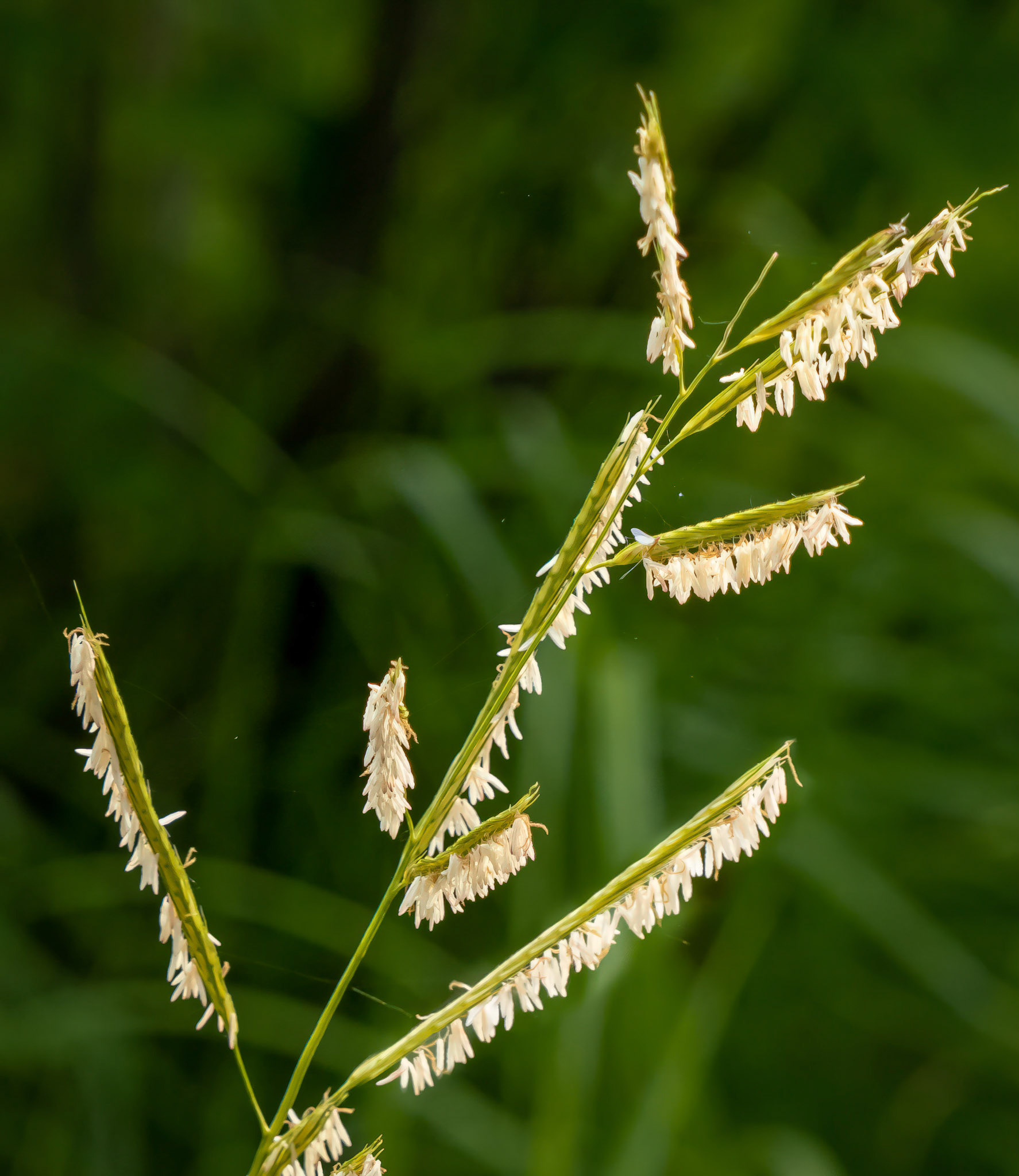 Cordgrass