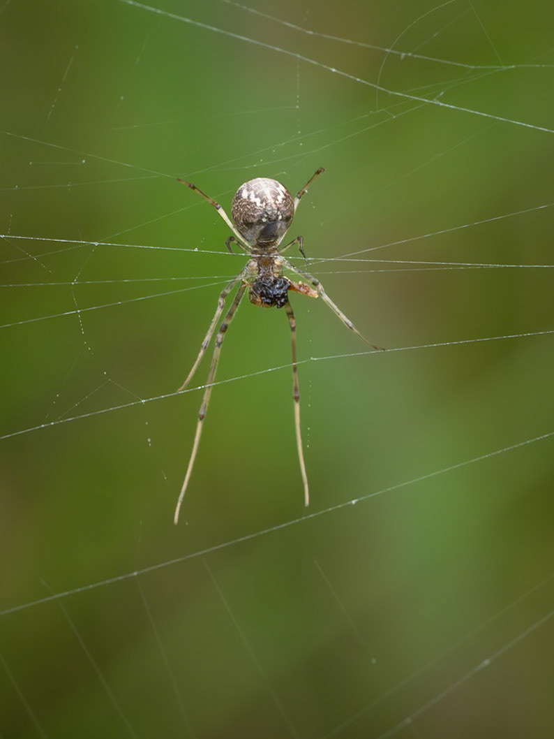 unidentified spider