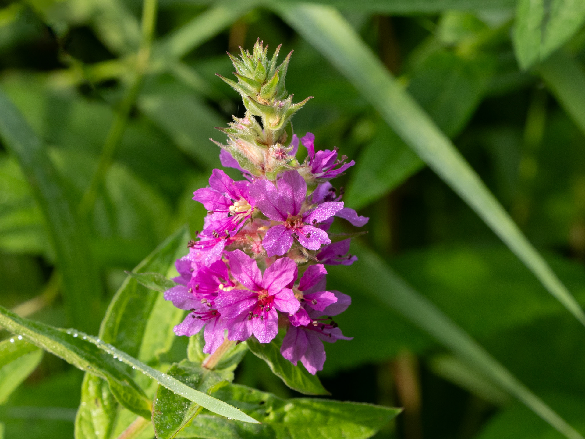 Purple Loosestrife